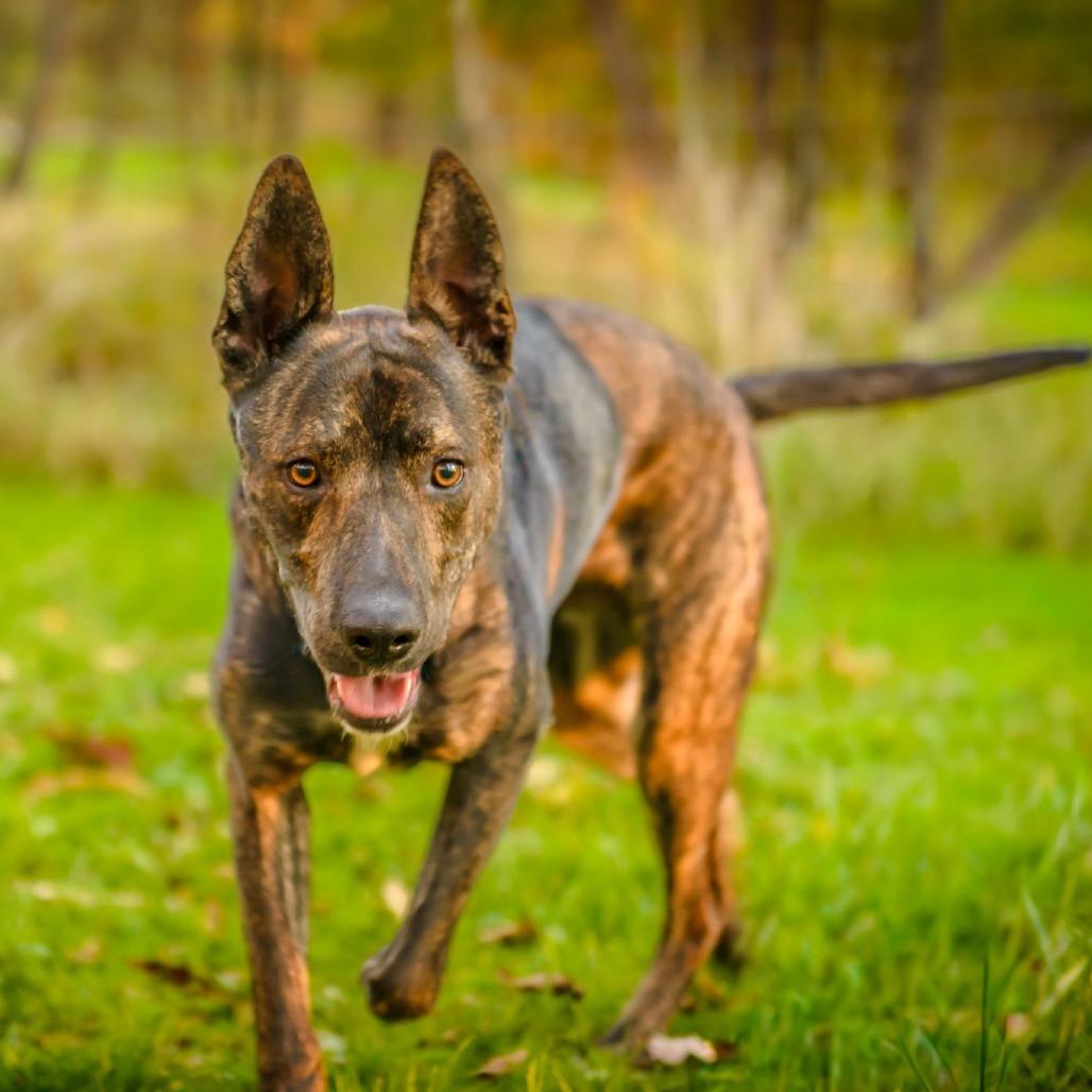 Enlarge Gauge, a Adoptable Dutch Shepherd in Pittsburgh, PA image 2/6