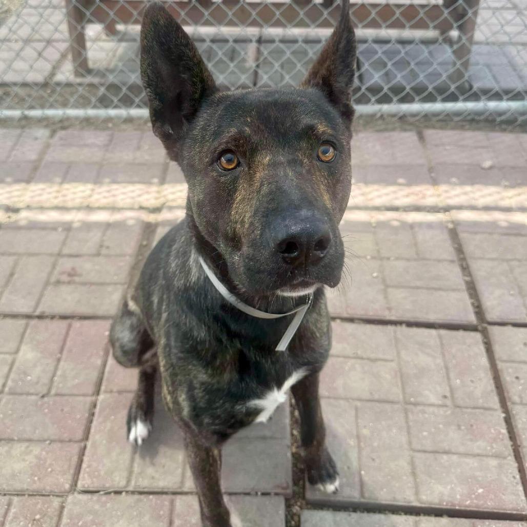 Enlarge Gauge, a Adoptable Dutch Shepherd in Pittsburgh, PA image 5/6