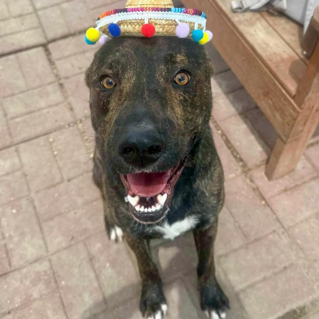 Enlarge Gauge, a Adoptable Dutch Shepherd in Pittsburgh, PA image 6/6