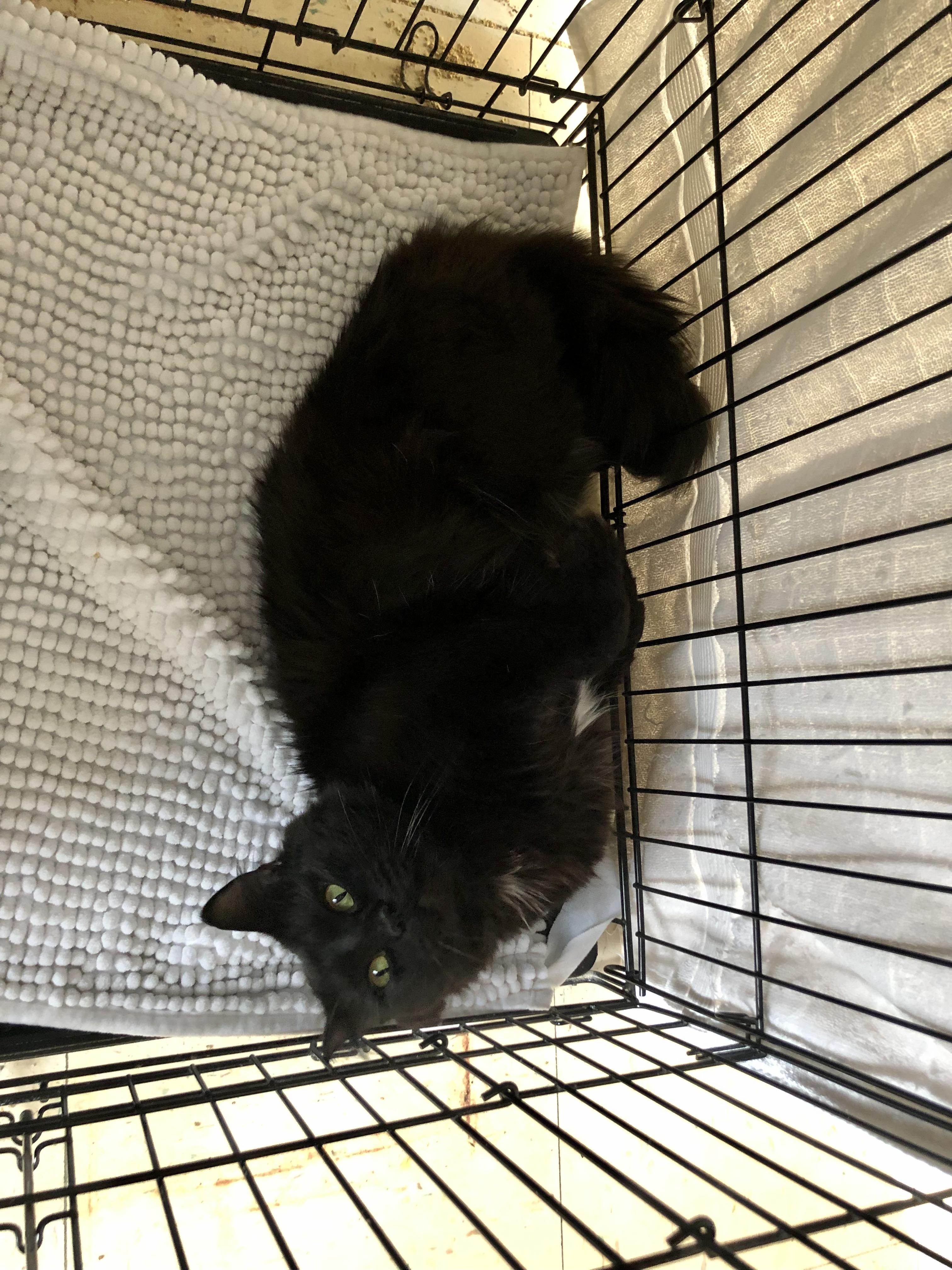 Enlarge Nightshade, a ADOPTABLE Domestic Medium Hair in Salisbury, MA image 5/6