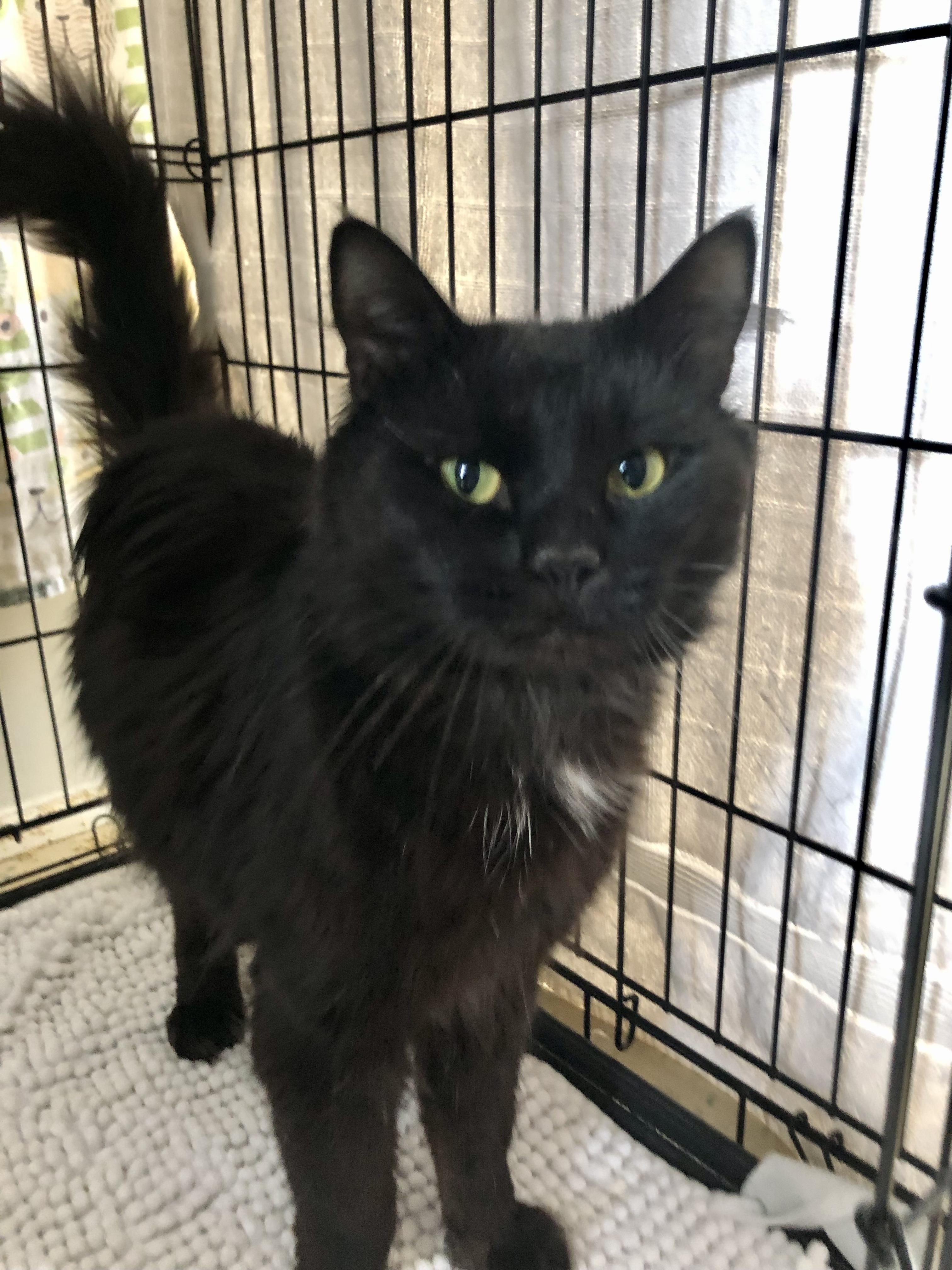Nightshade, ADOPTABLE, Adult Male Domestic Medium Hair.