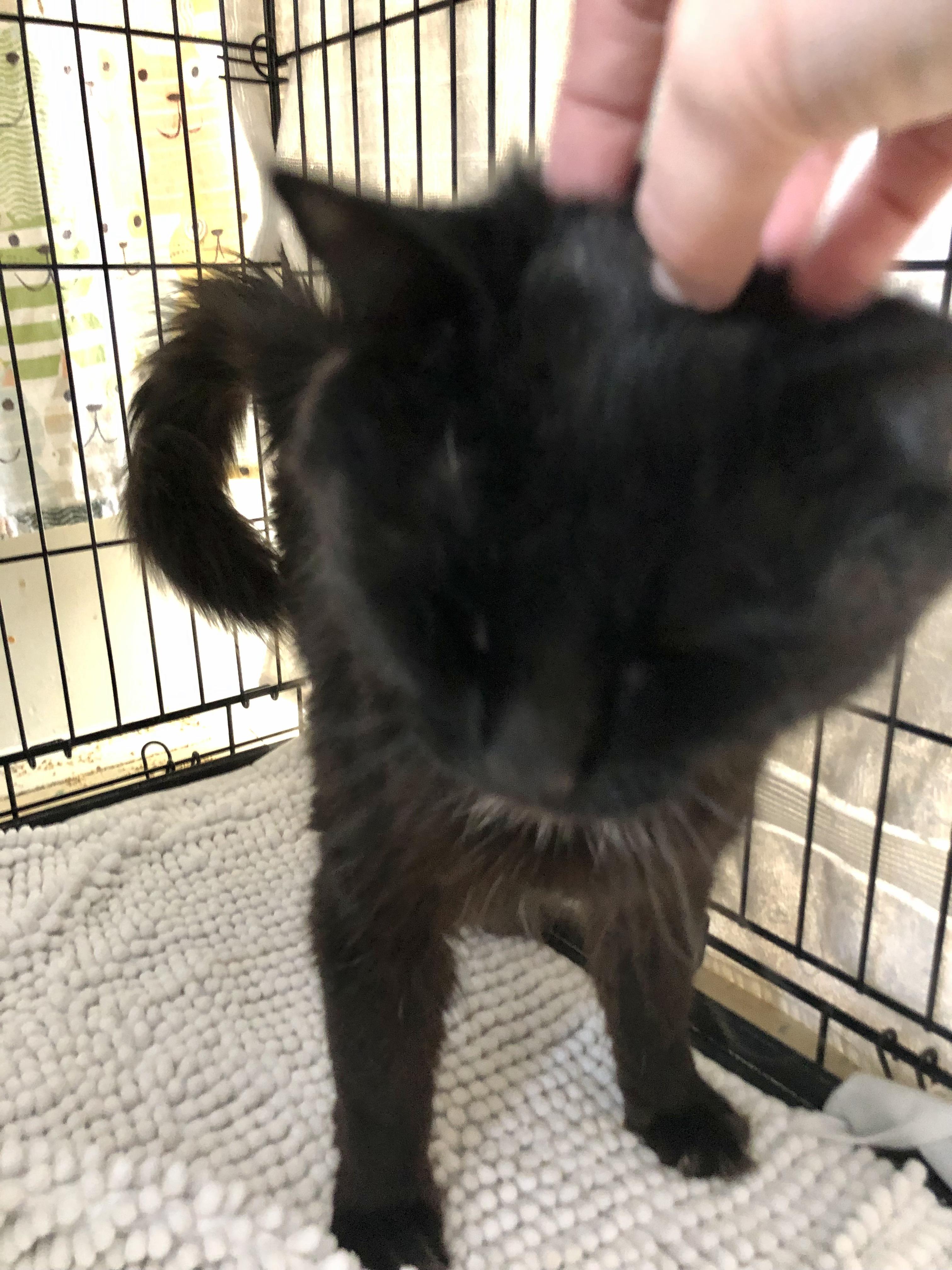 Enlarge Nightshade, a ADOPTABLE Domestic Medium Hair in Salisbury, MA image 3/6