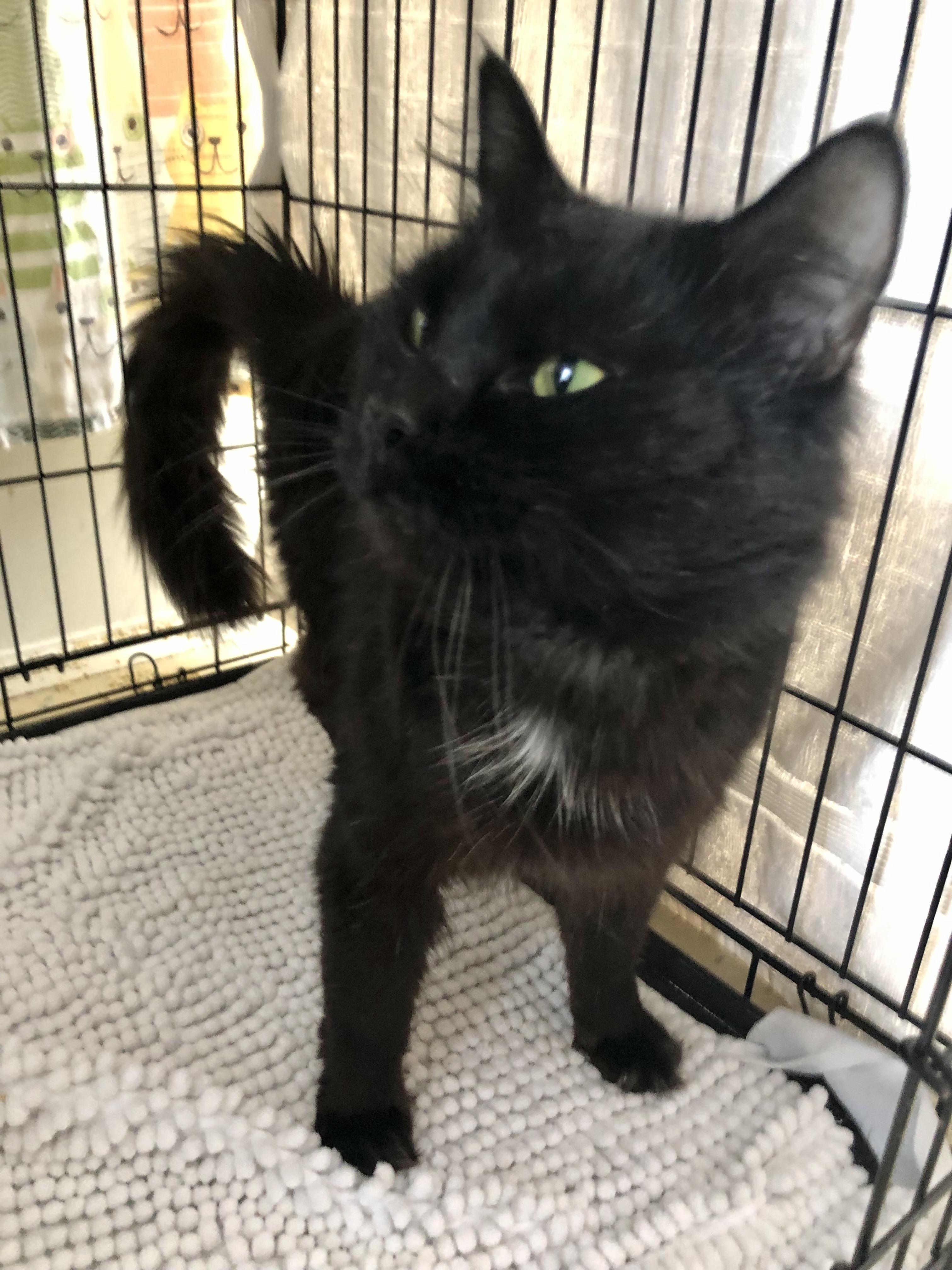 Enlarge Nightshade, a ADOPTABLE Domestic Medium Hair in Salisbury, MA image 2/6