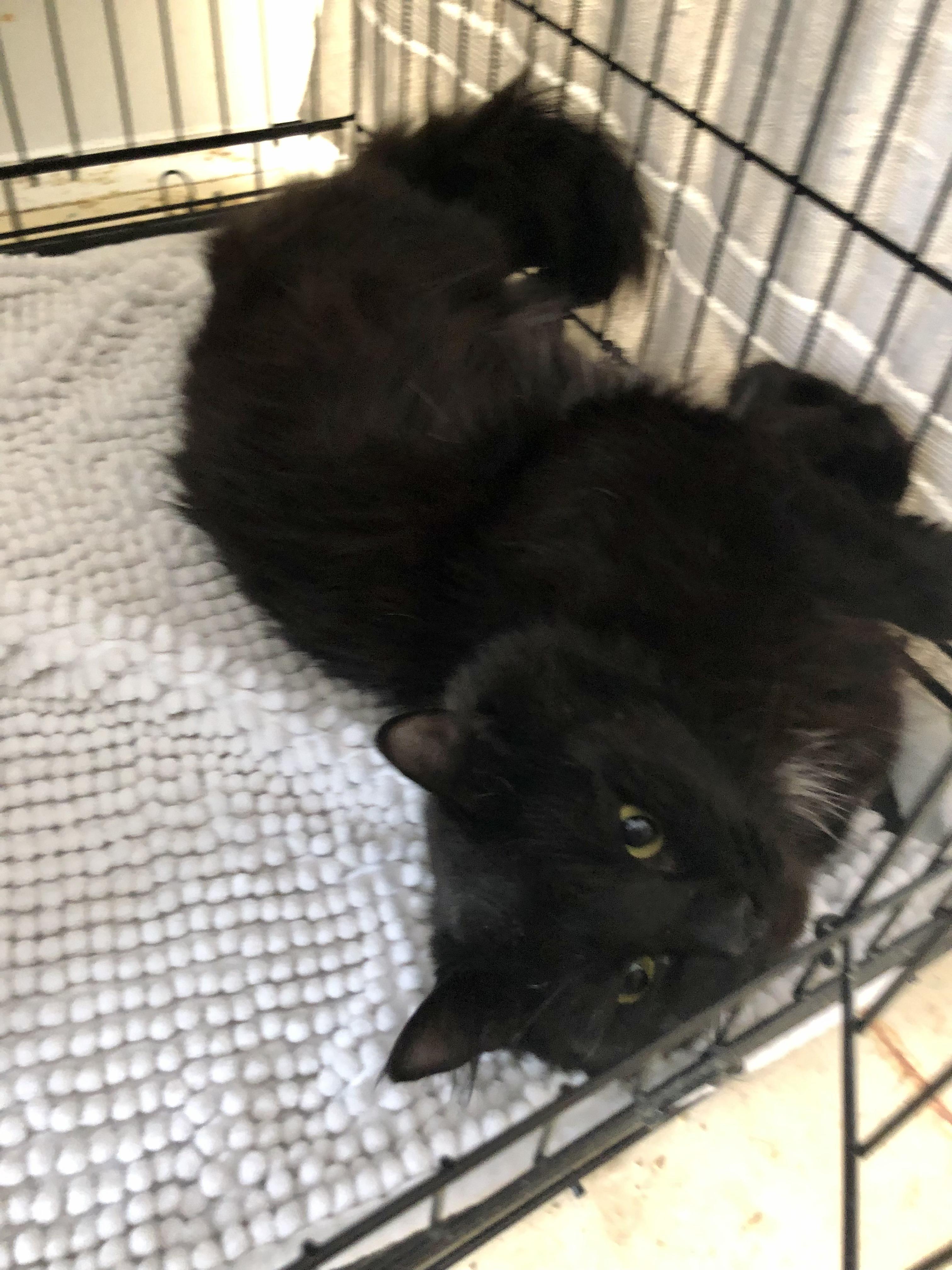 Enlarge Nightshade, a ADOPTABLE Domestic Medium Hair in Salisbury, MA image 6/6