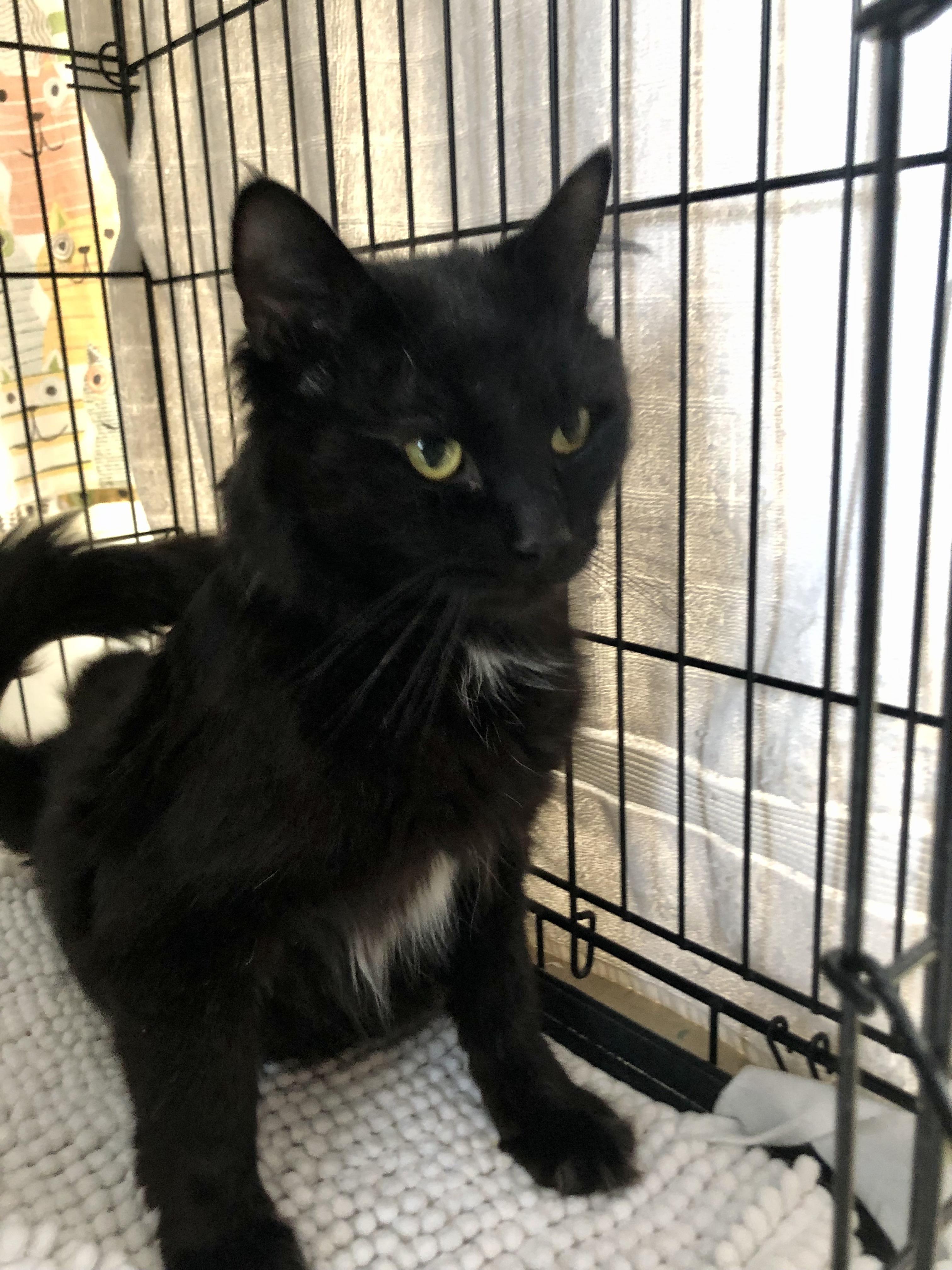 Enlarge Nightshade, a ADOPTABLE Domestic Medium Hair in Salisbury, MA image 4/6