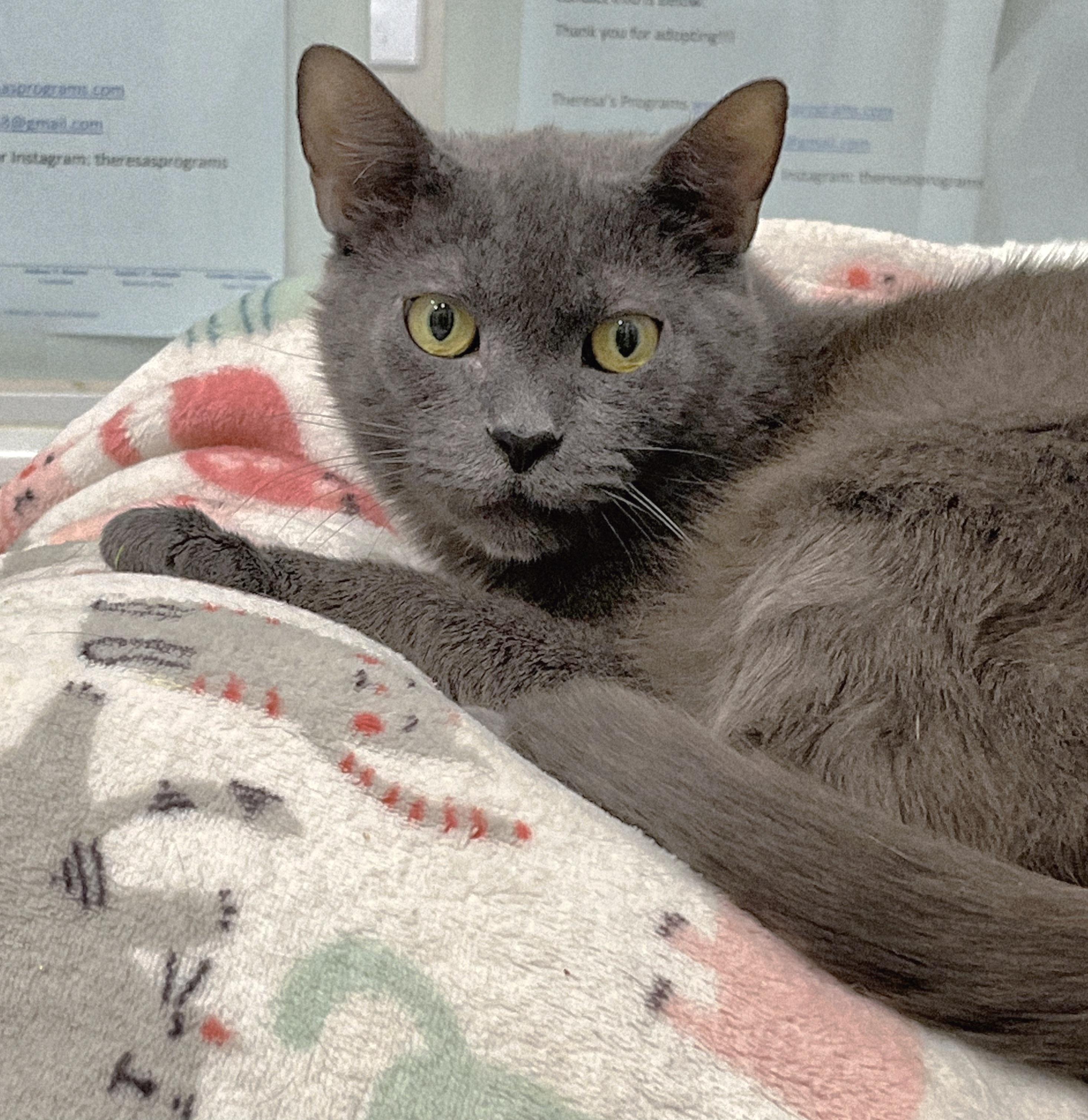 Enlarge 5-217 Dust Bunny, a Adoptable mixed breed in Amityville, NY image 2/4