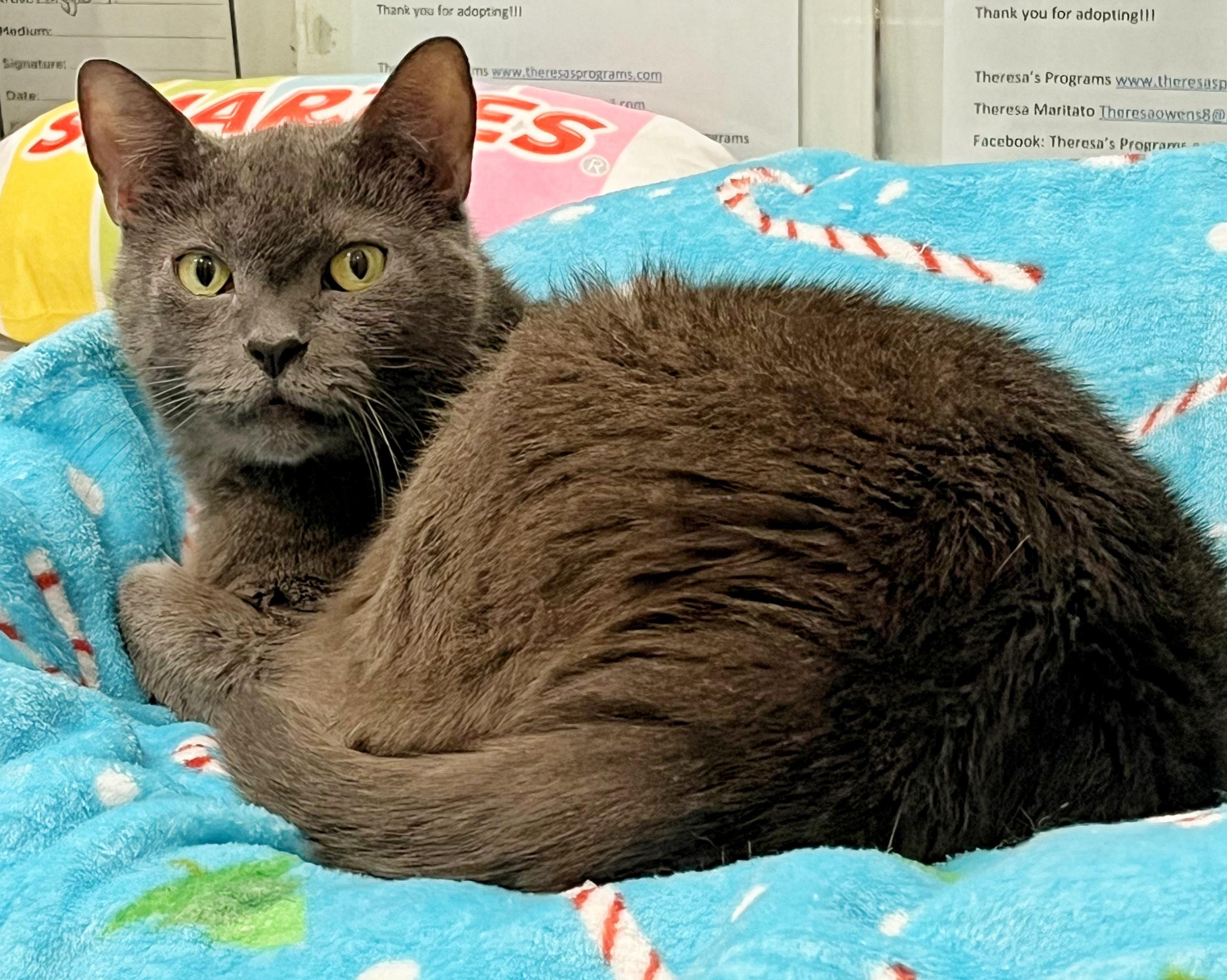 Enlarge 5-217 Dust Bunny, a Adoptable mixed breed in Amityville, NY image 3/4