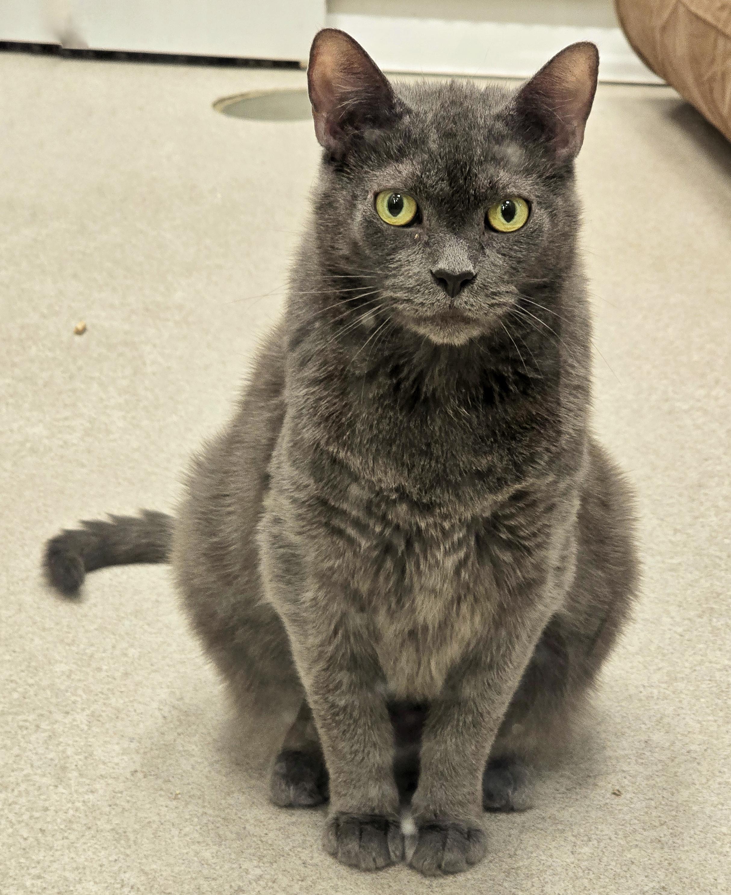 Enlarge 5-217 Dust Bunny, a Adoptable mixed breed in Amityville, NY image 1/4