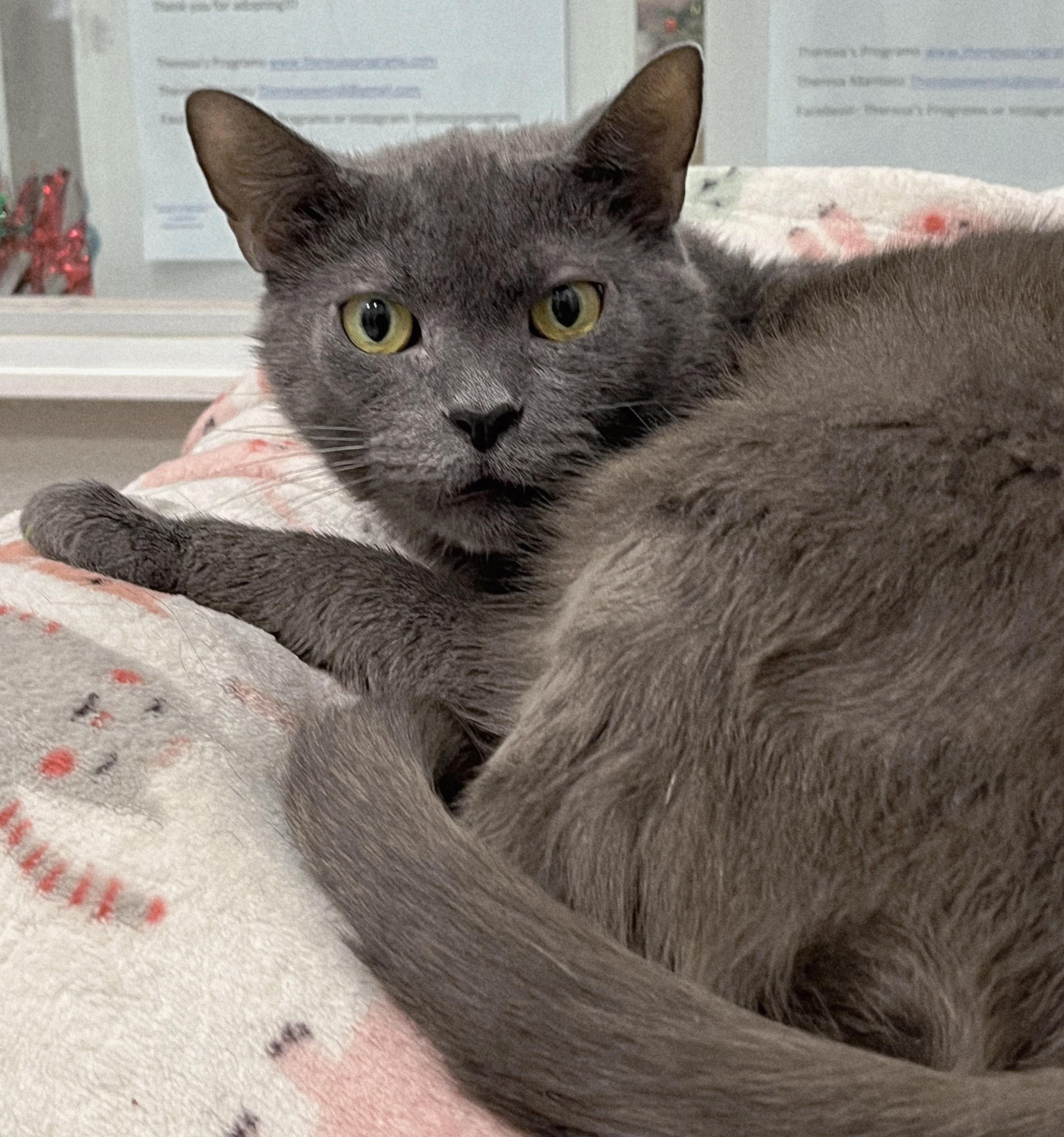 Enlarge 5-217 Dust Bunny, a Adoptable mixed breed in Amityville, NY image 4/4