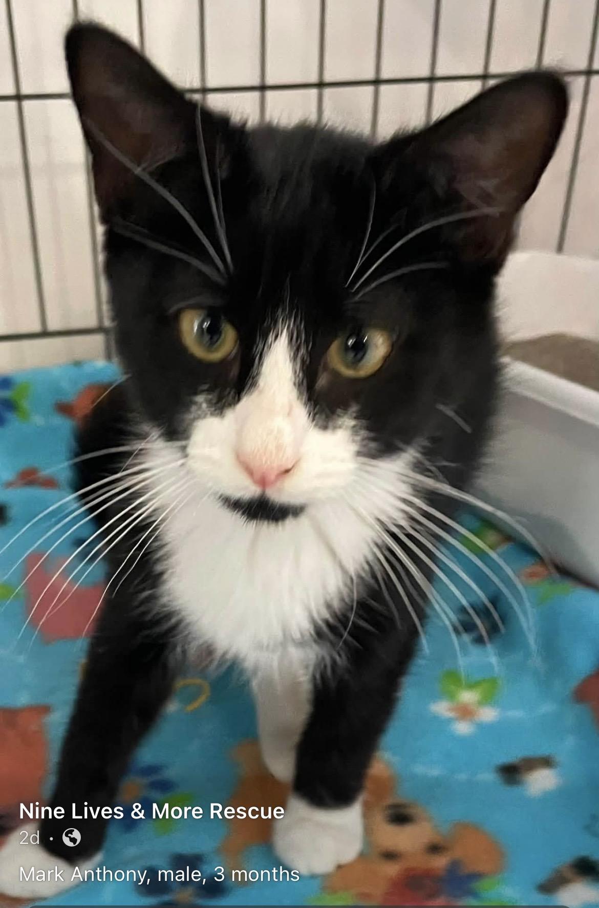 Mark Anthony, a ADOPTABLE Domestic Medium Hair in Kalama, WA image 2/5