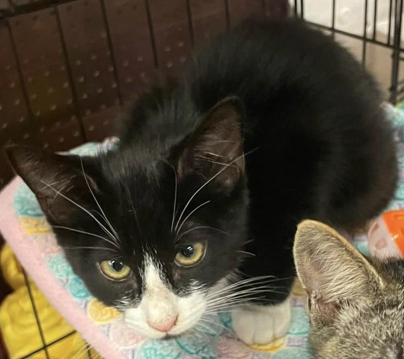 Mark Anthony, a ADOPTABLE Domestic Medium Hair in Kalama, WA image 3/5