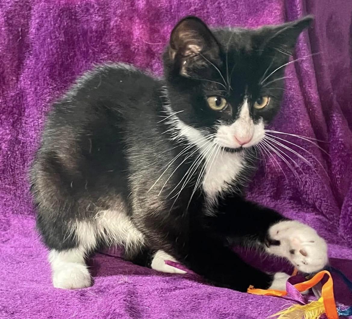 Mark Anthony, ADOPTABLE, Young Male Domestic Medium Hair.