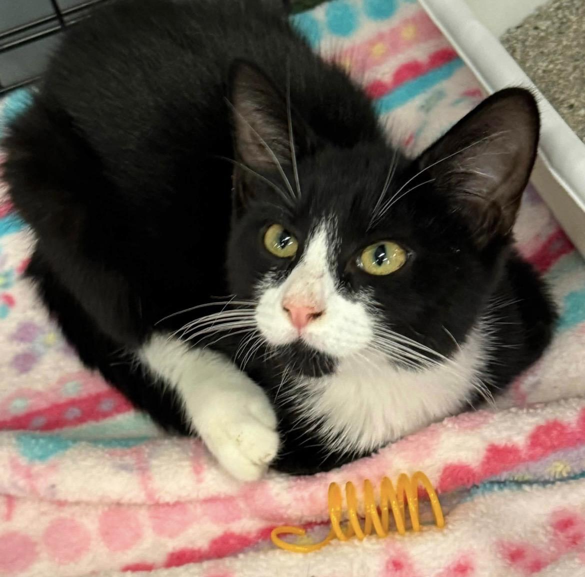Mark Anthony, a ADOPTABLE Domestic Medium Hair in Kalama, WA image 4/5