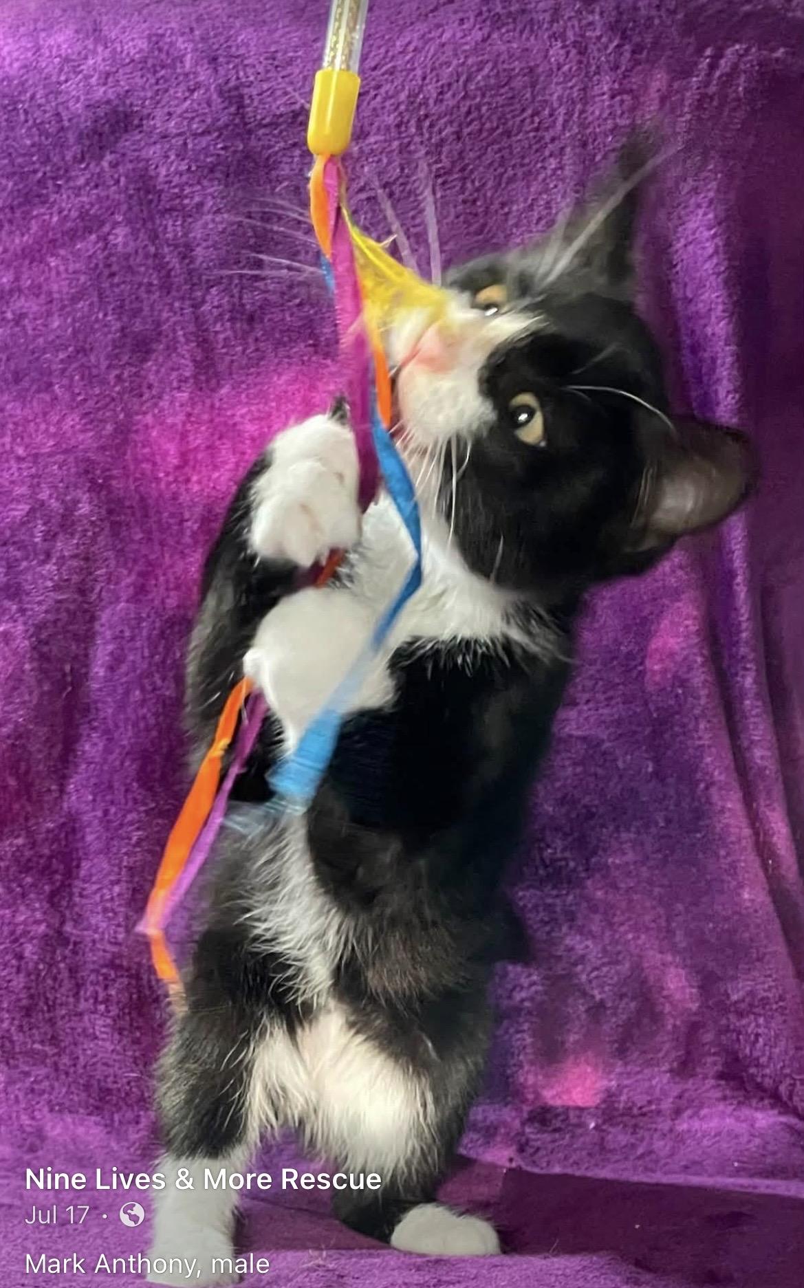Mark Anthony, a ADOPTABLE Domestic Medium Hair in Kalama, WA image 5/5