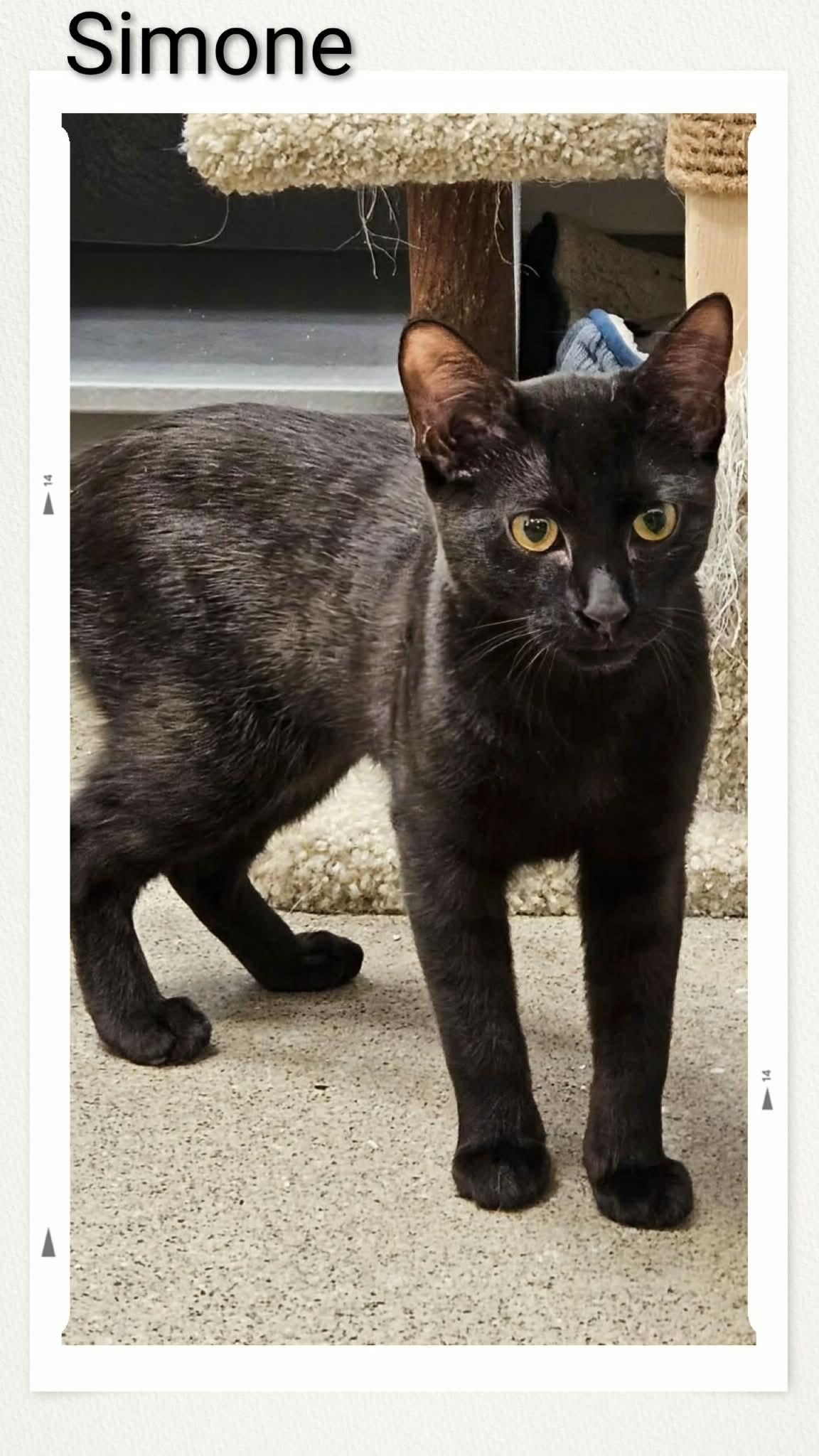 Simone, Adoptable, Young Female Domestic Short Hair.