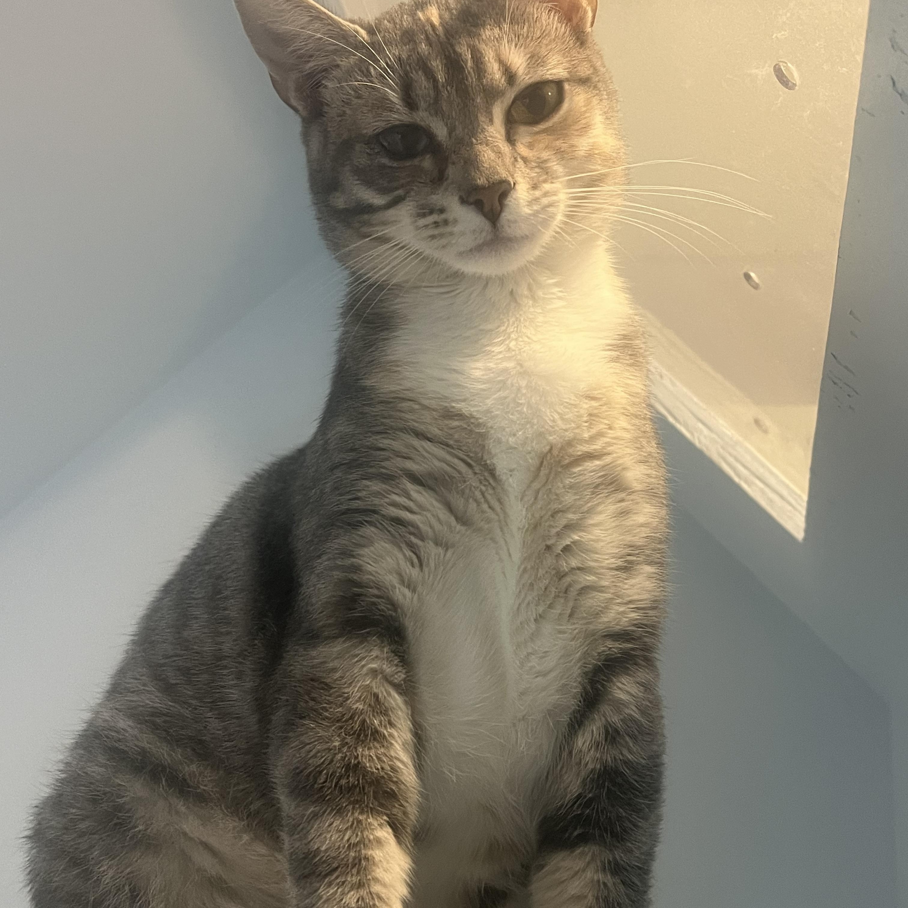 Enlarge Smokey, an adopted Domestic Short Hair in Charleston, SC image 1/1