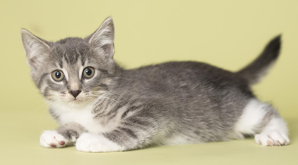 Lavender, Adoptable, Kitten Female Tabby.