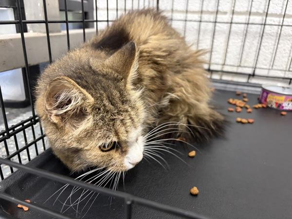 Dorothea, Adoptable, Senior Female Domestic Medium Hair.