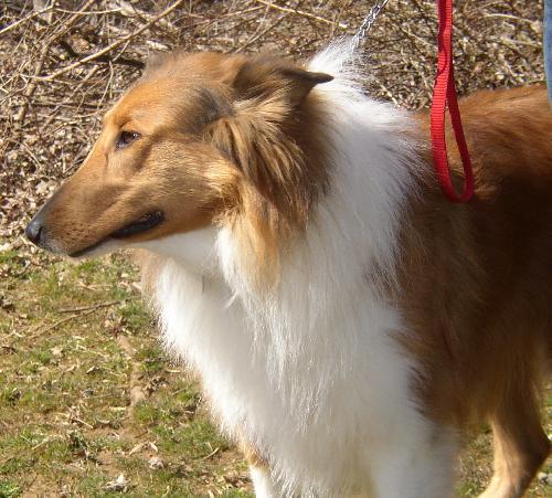 Buddy, a Adopted Collie in Chantilly, VA image 1/3
