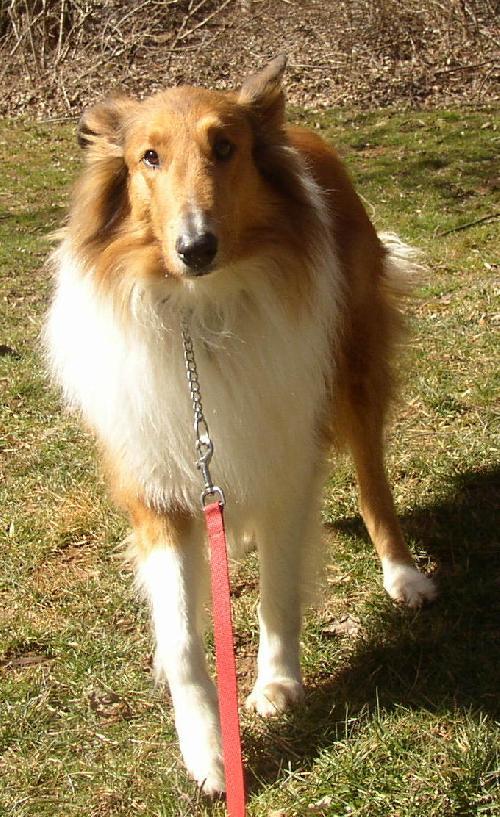 Buddy, a Adopted Collie in Chantilly, VA image 2/3