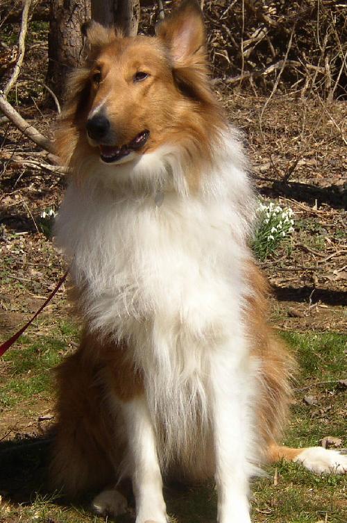 Buddy, a Adopted Collie in Chantilly, VA image 3/3