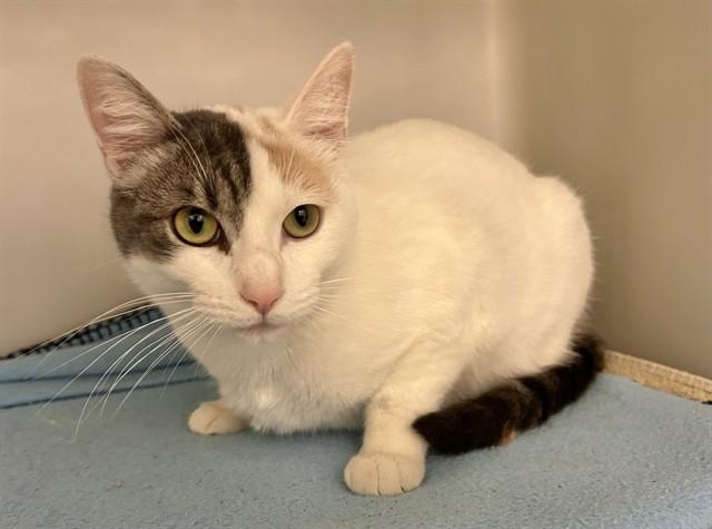 Enlarge MISTY, a Adoptable Domestic Short Hair in Salinas, CA image 1/1