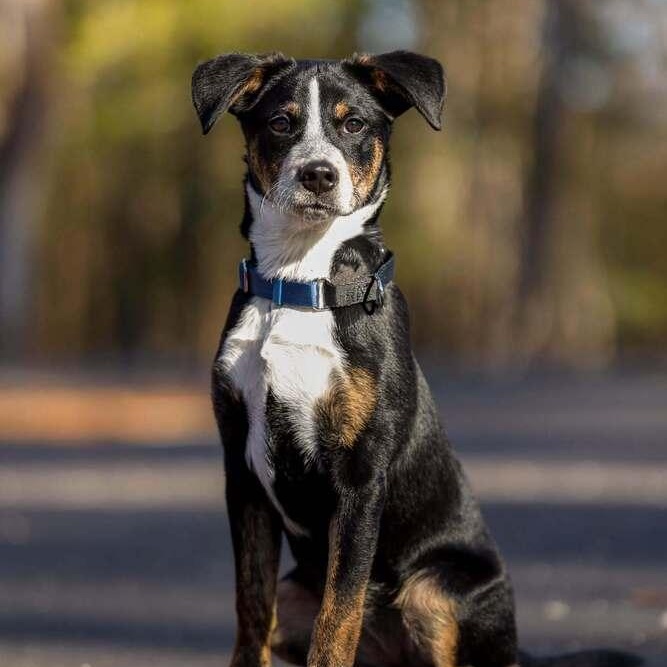 Parker, adoptable, Young Female Australian Cattle Dog / Blue Heeler.
