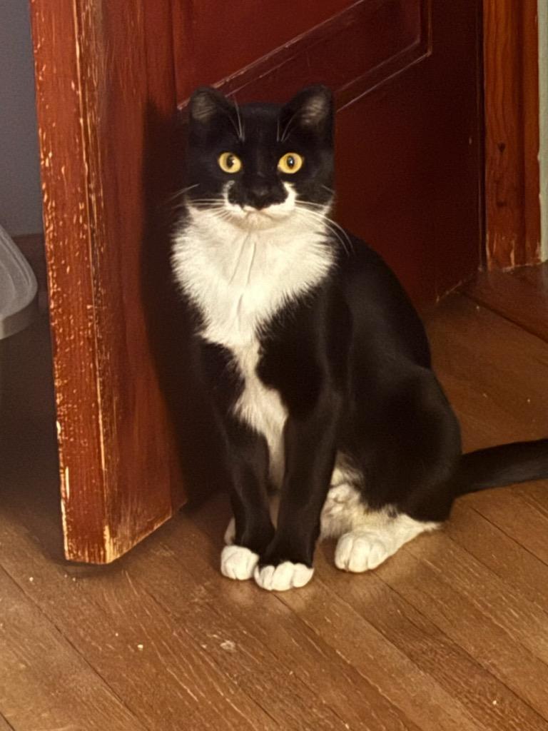 Lulu Harlem, Adoptable, Young Female Domestic Short Hair.