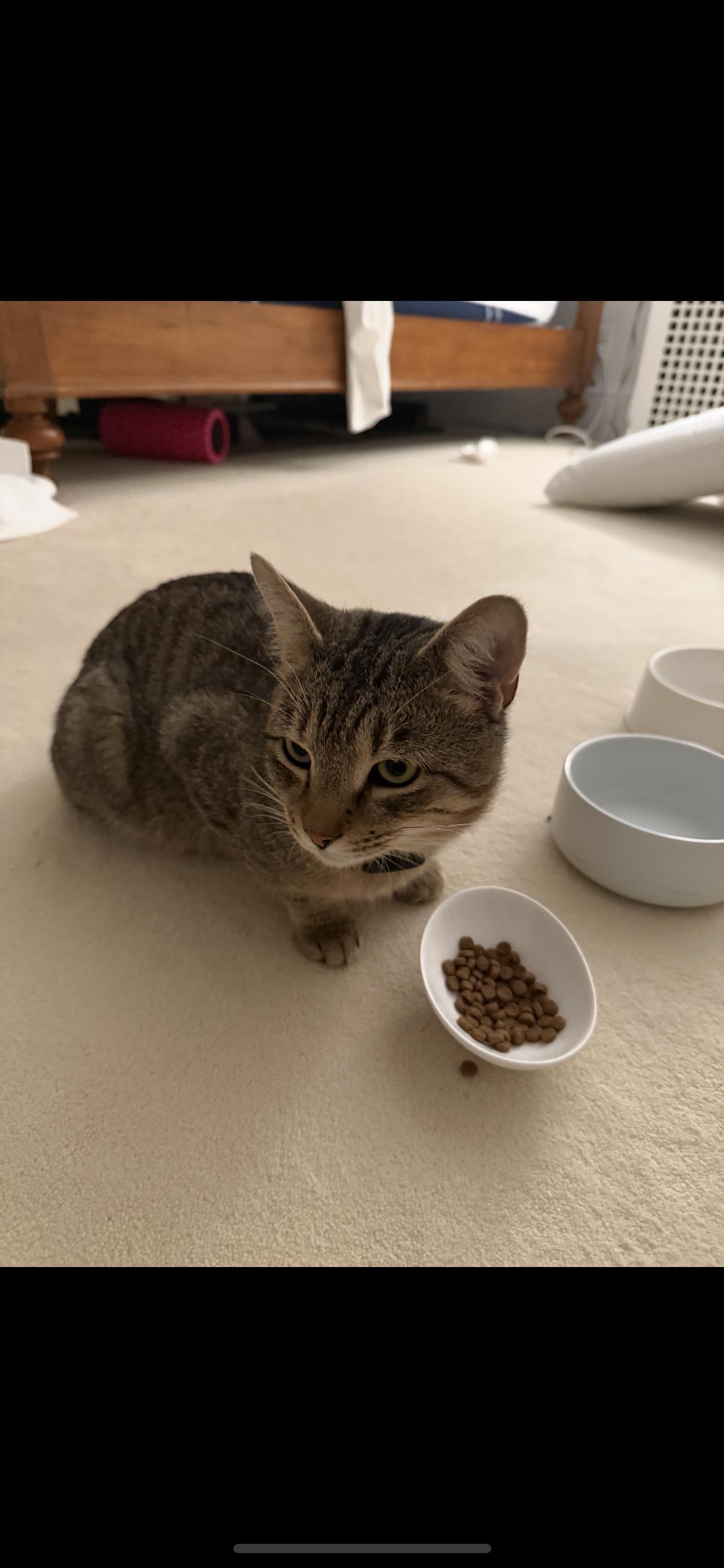 Ryan, Adoptable, Young Male Domestic Short Hair.