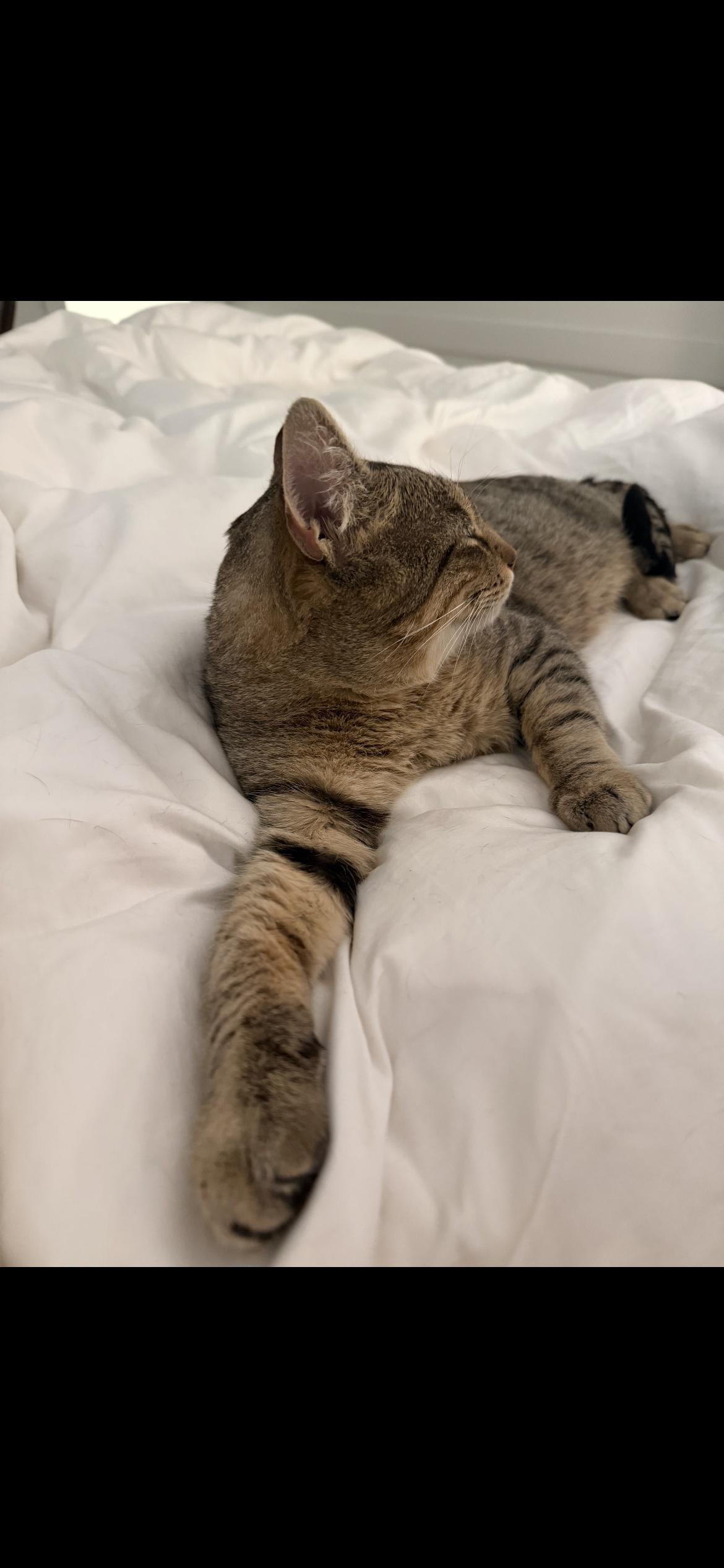 Enlarge Ryan, a Adoptable mixed breed in Havertown, PA image 3/6