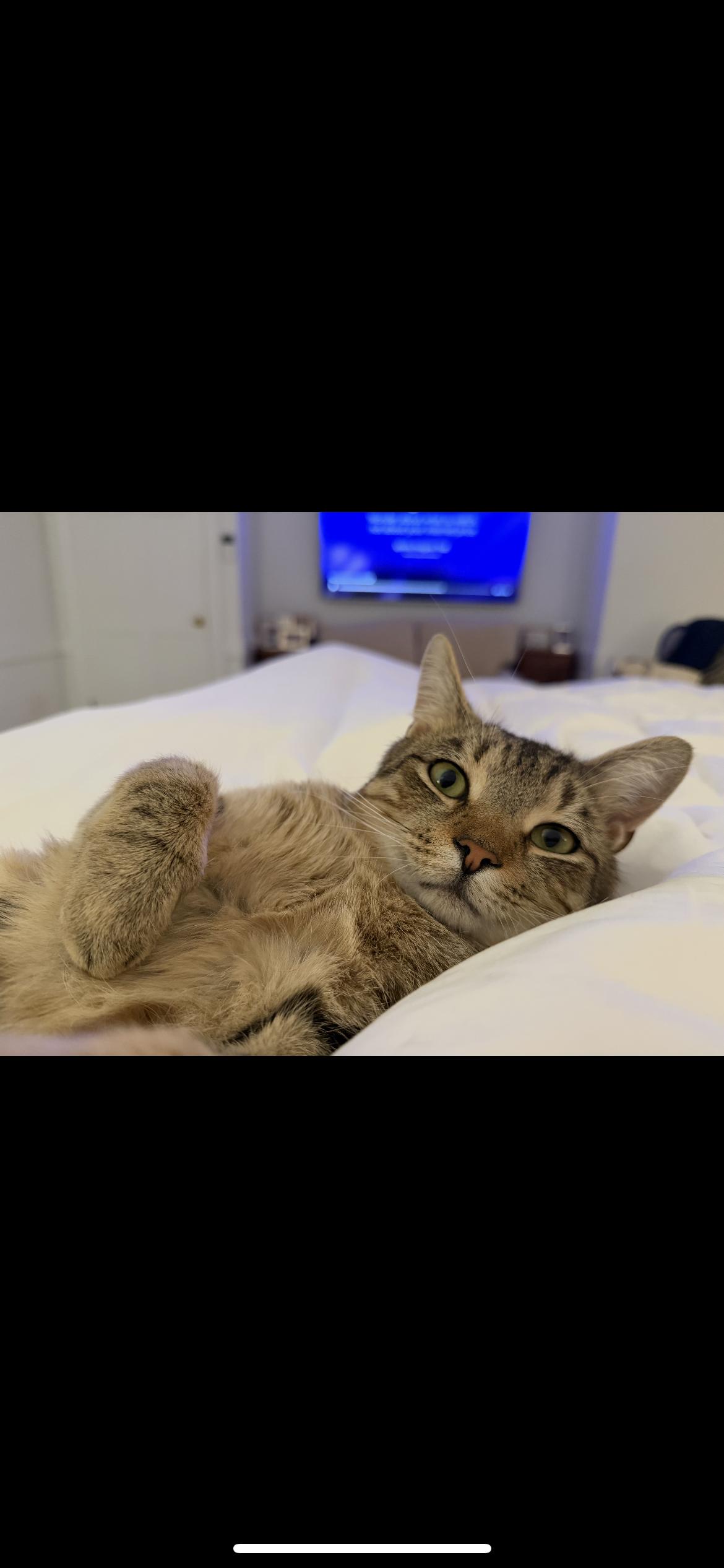 Enlarge Ryan, a Adoptable mixed breed in Havertown, PA image 4/6