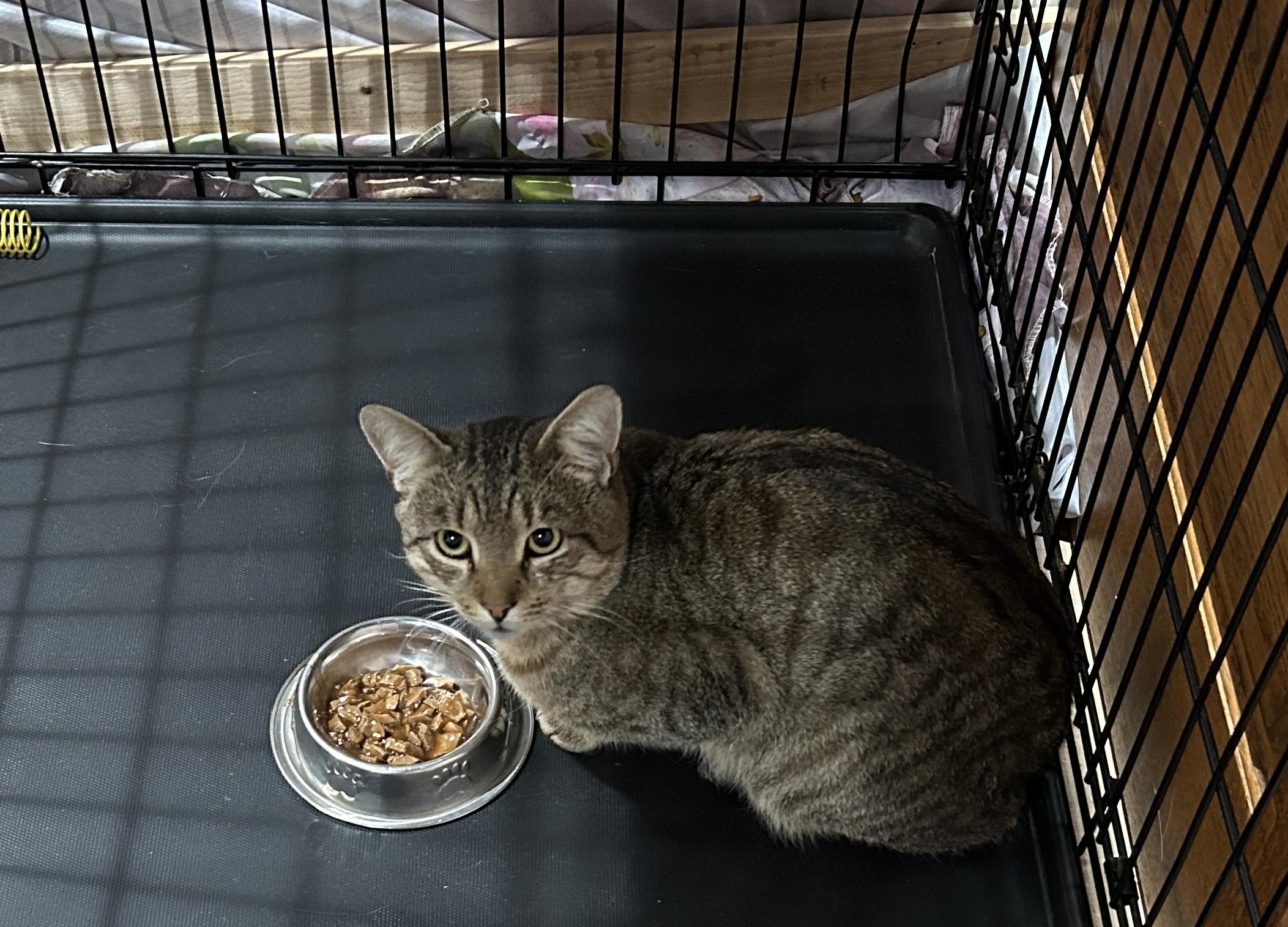 Enlarge Ryan, a Adoptable mixed breed in Havertown, PA image 5/6