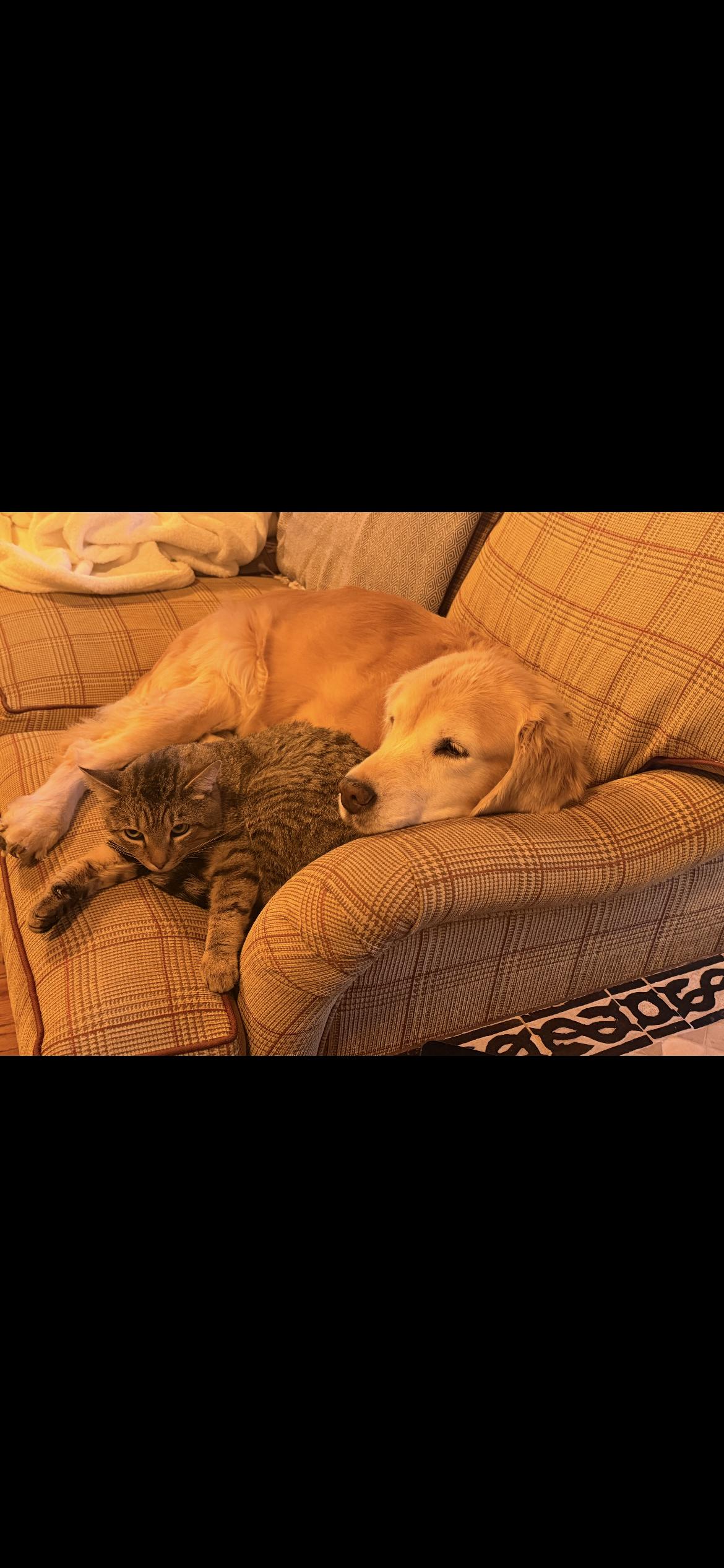 Enlarge Ryan, a Adoptable mixed breed in Havertown, PA image 6/6