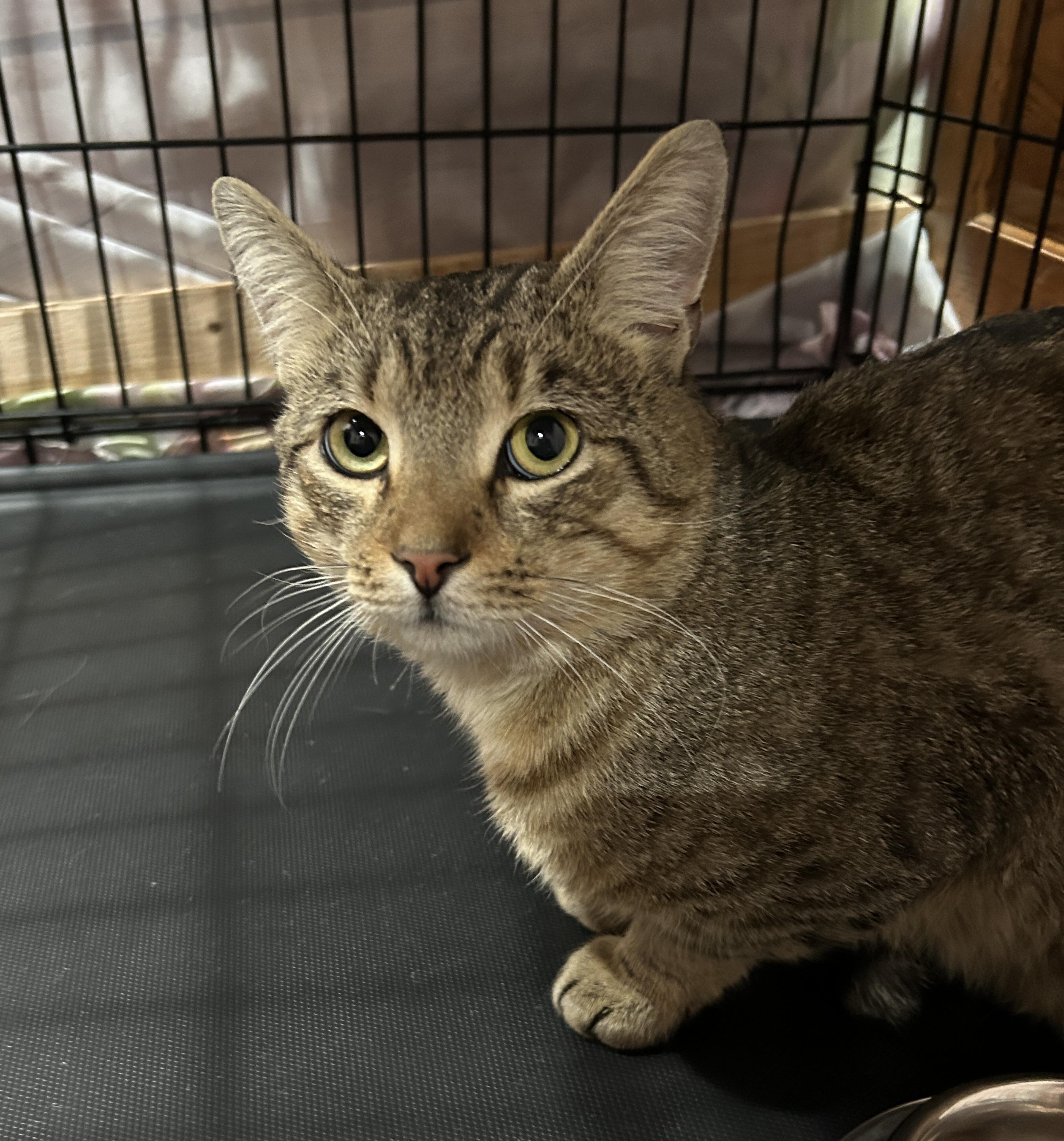 Enlarge Ryan, a Adoptable mixed breed in Havertown, PA image 6/6