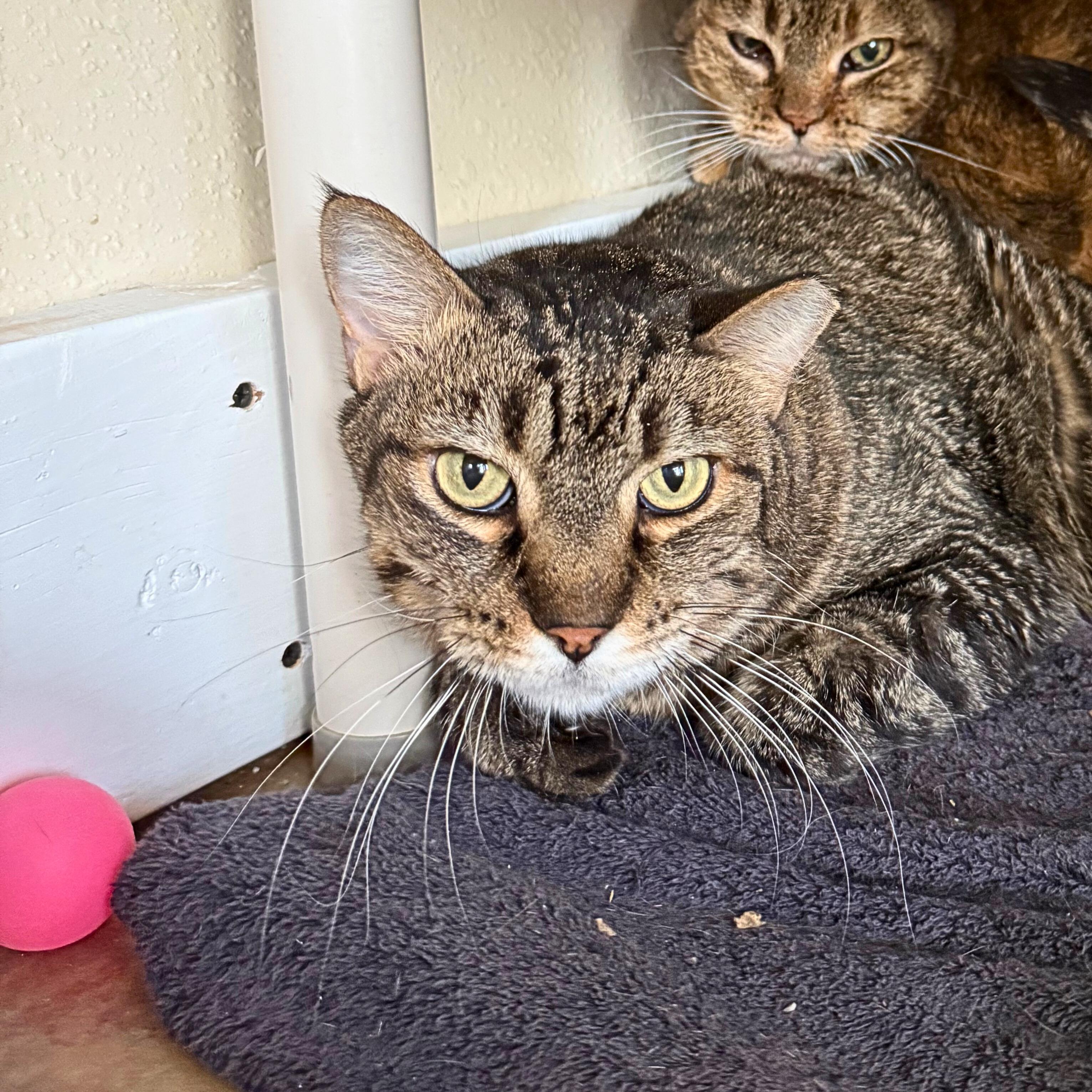 Enlarge Wallace, a Adoptable Tabby in Ridgway, CO image 2/6