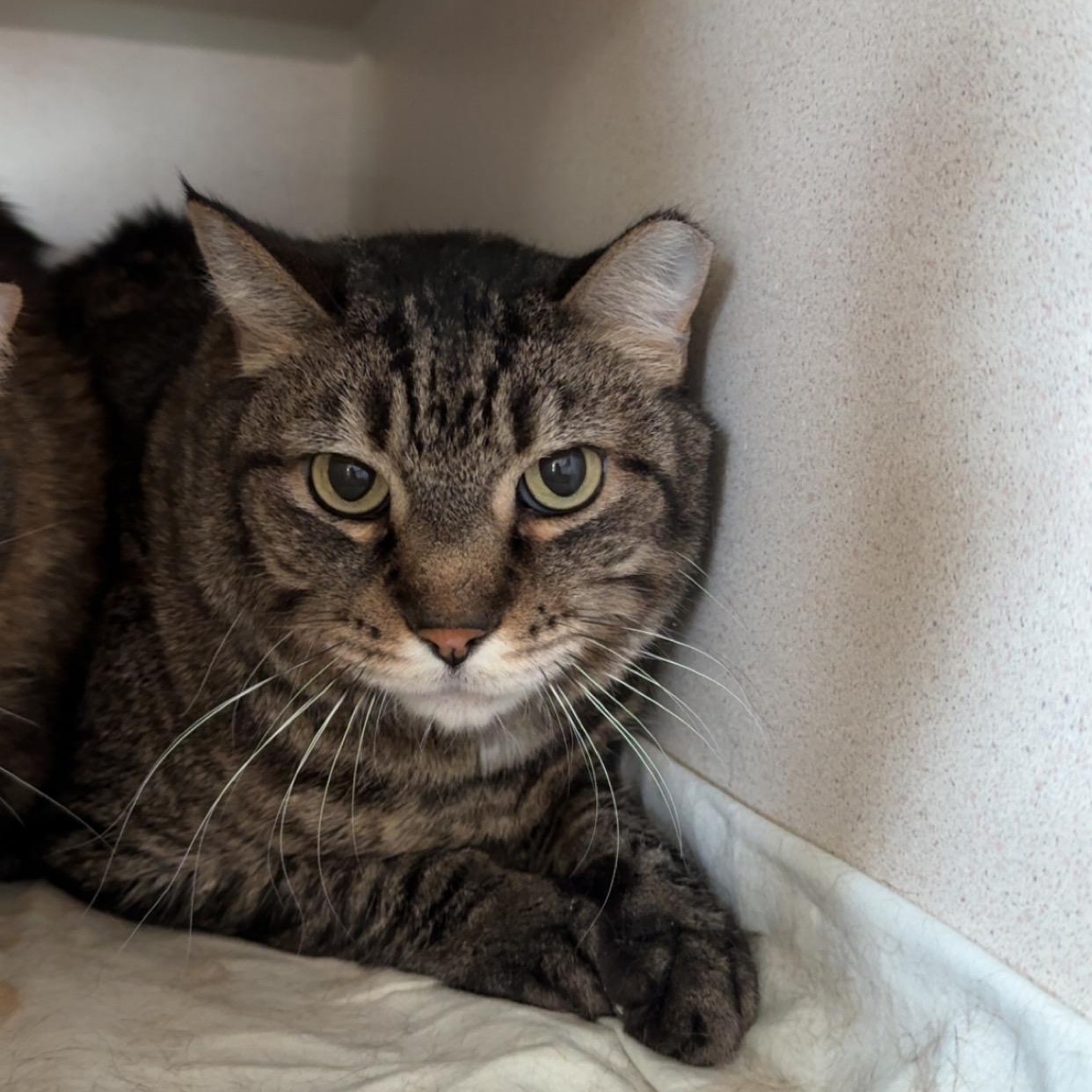 Enlarge Wallace, a Adoptable Tabby in Ridgway, CO image 4/6