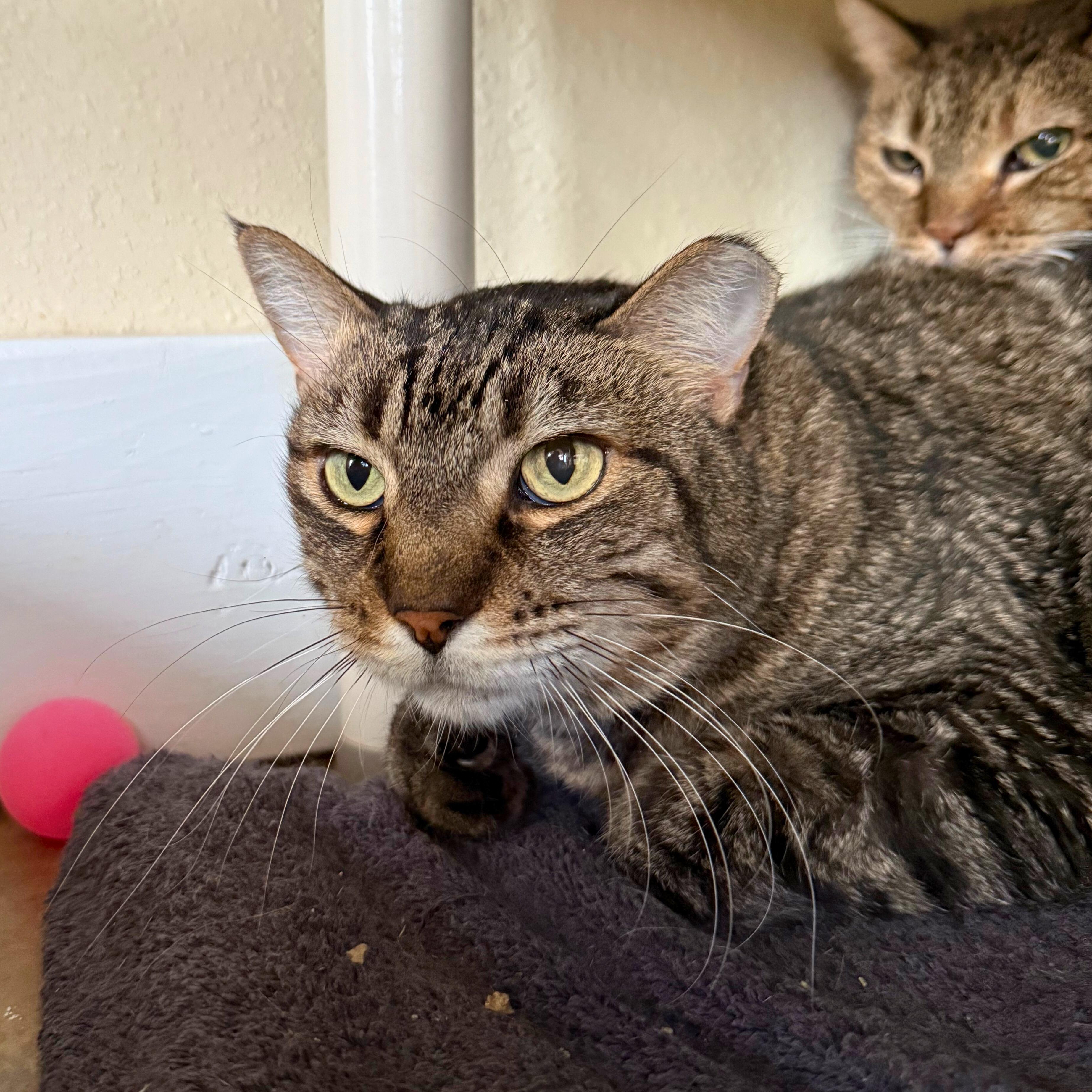 Enlarge Wallace, a Adoptable Tabby in Ridgway, CO image 5/6