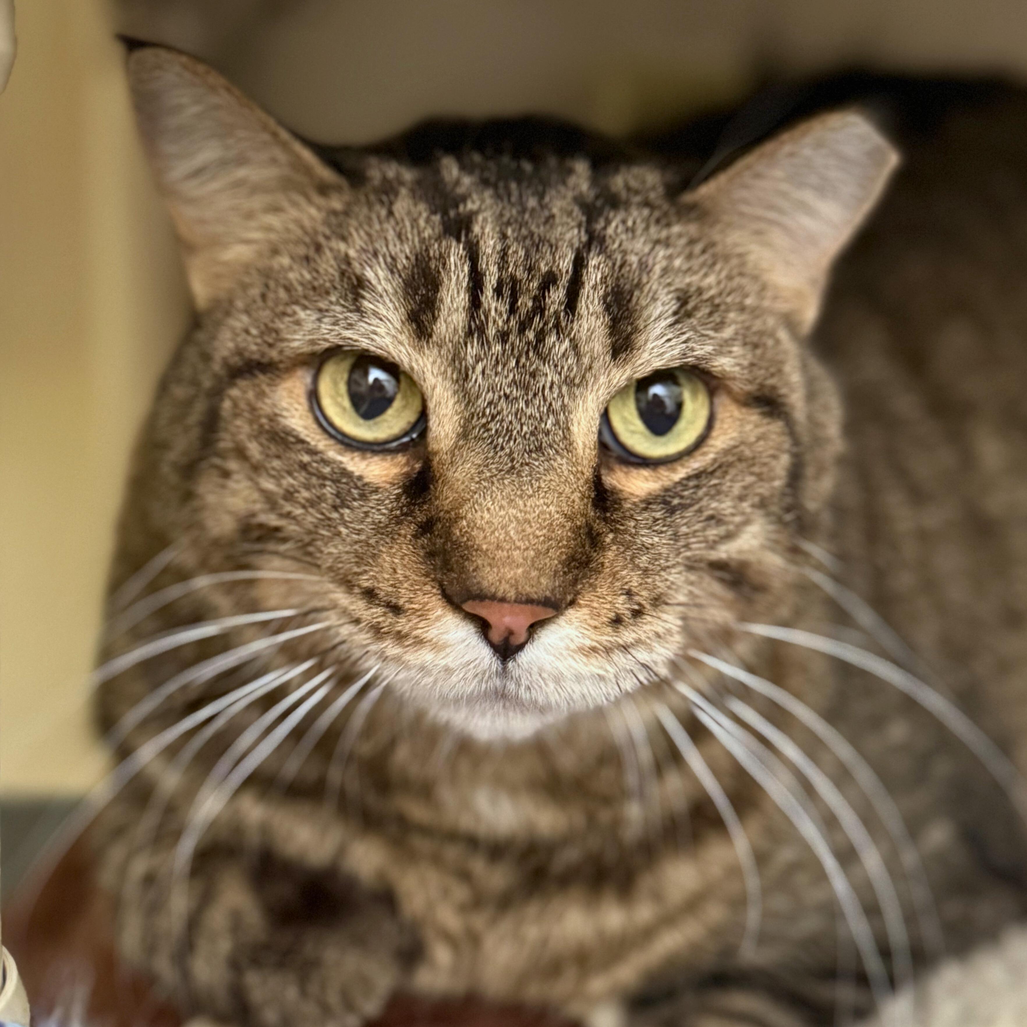 Wallace, Adoptable, Adult Male Tabby.