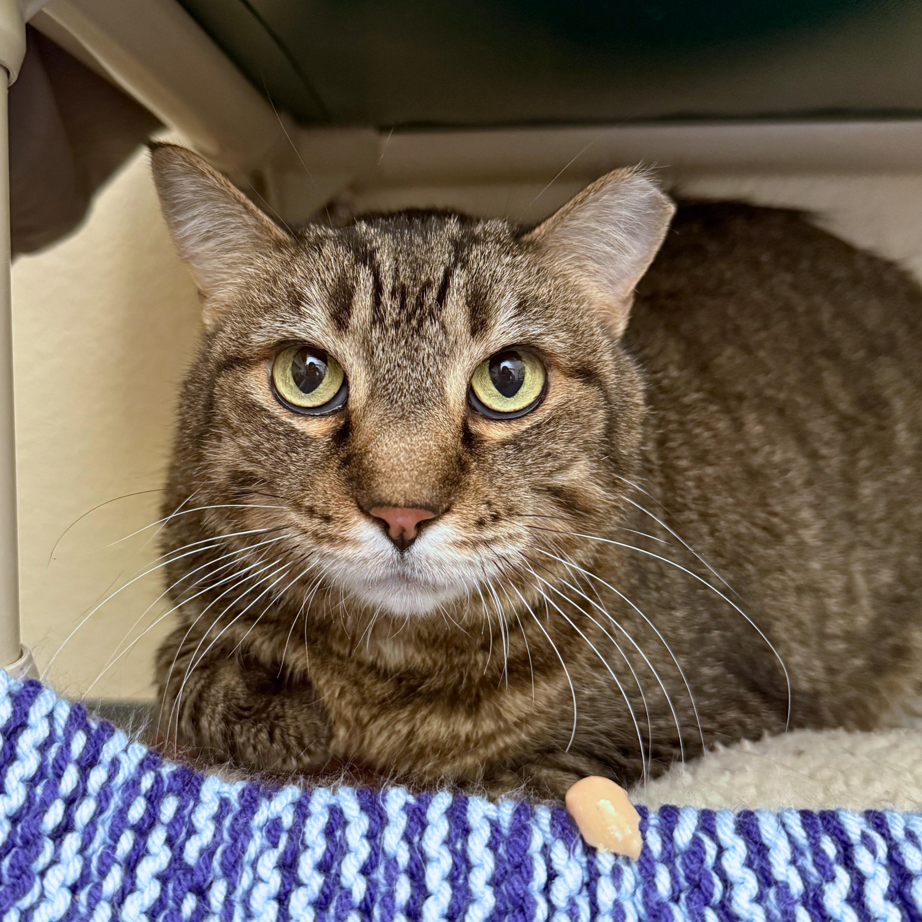 Enlarge Wallace, a Adoptable Tabby in Ridgway, CO image 3/6