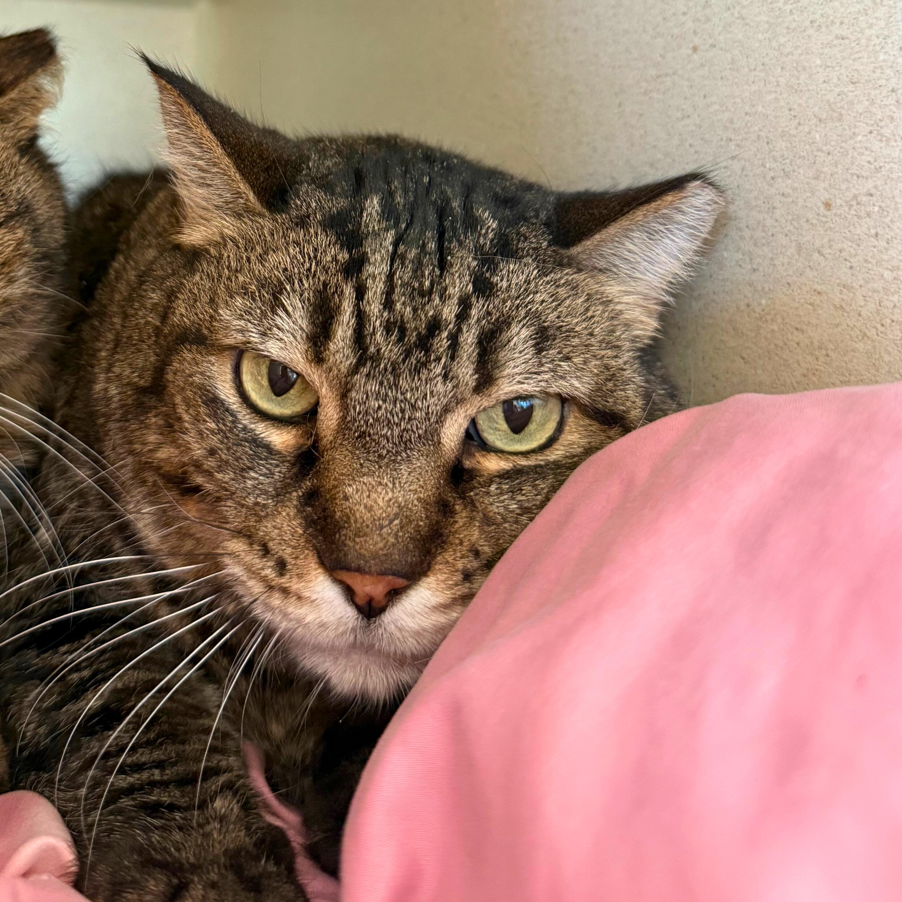Enlarge Wallace, a Adoptable Tabby in Ridgway, CO image 6/6