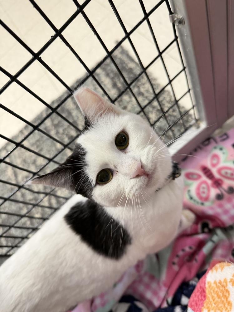 Shine, Adoptable, Kitten Female Domestic Short Hair.