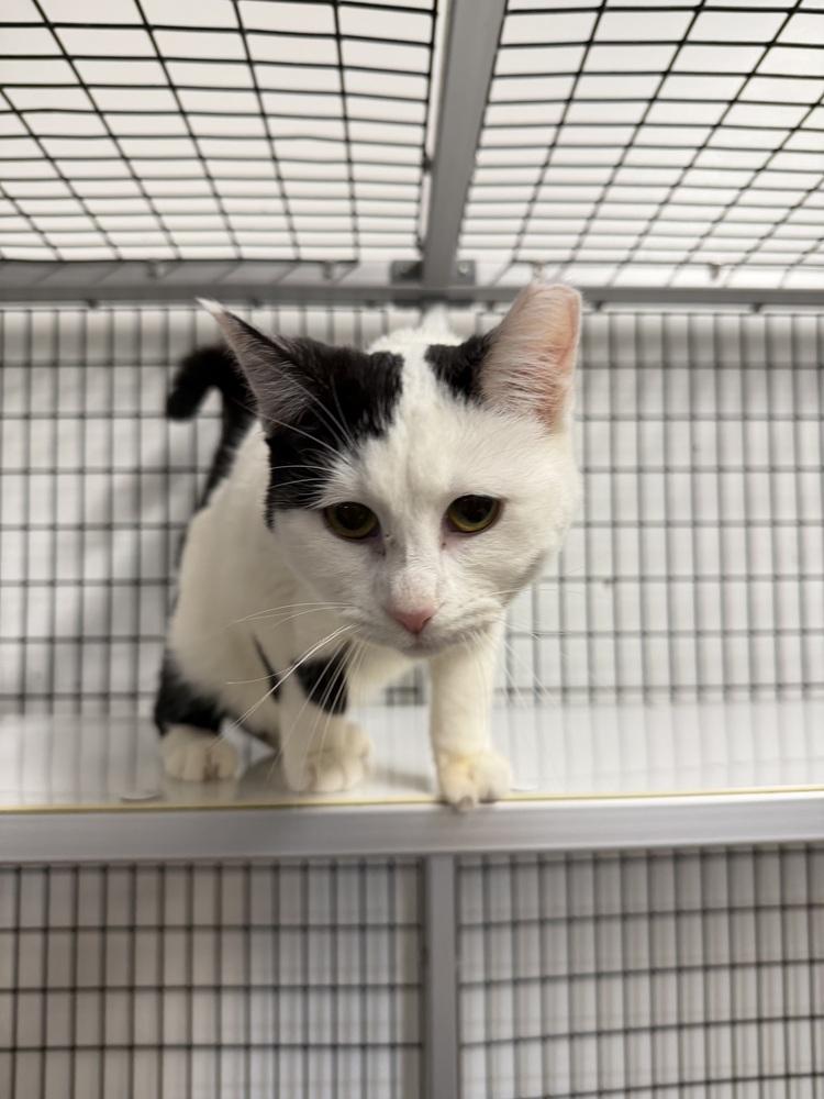 Enlarge Shine, a Adoptable Domestic Short Hair in Stockton, CA image 2/3