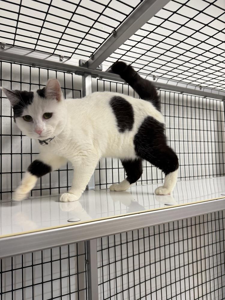 Enlarge Shine, a Adoptable Domestic Short Hair in Stockton, CA image 3/3