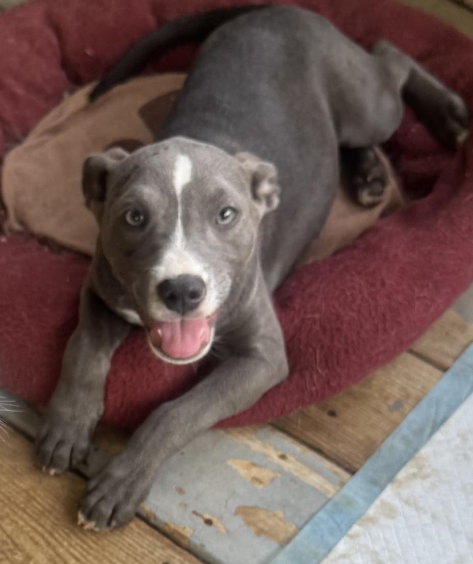 Enlarge Rosey. Urgently needs Foster or Adopter, a Adoptable mixed breed in Decatur, GA image 1/3