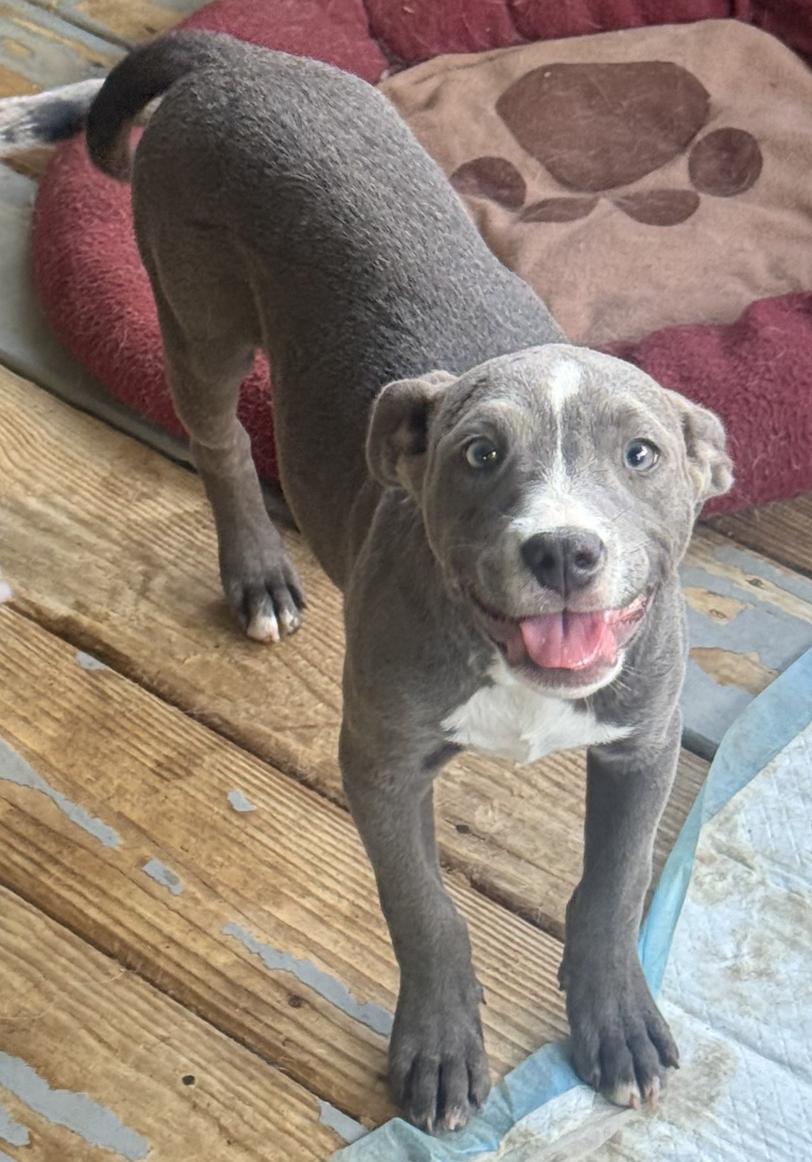 Enlarge Rosey. Urgently needs Foster or Adopter, a Adoptable mixed breed in Decatur, GA image 2/3