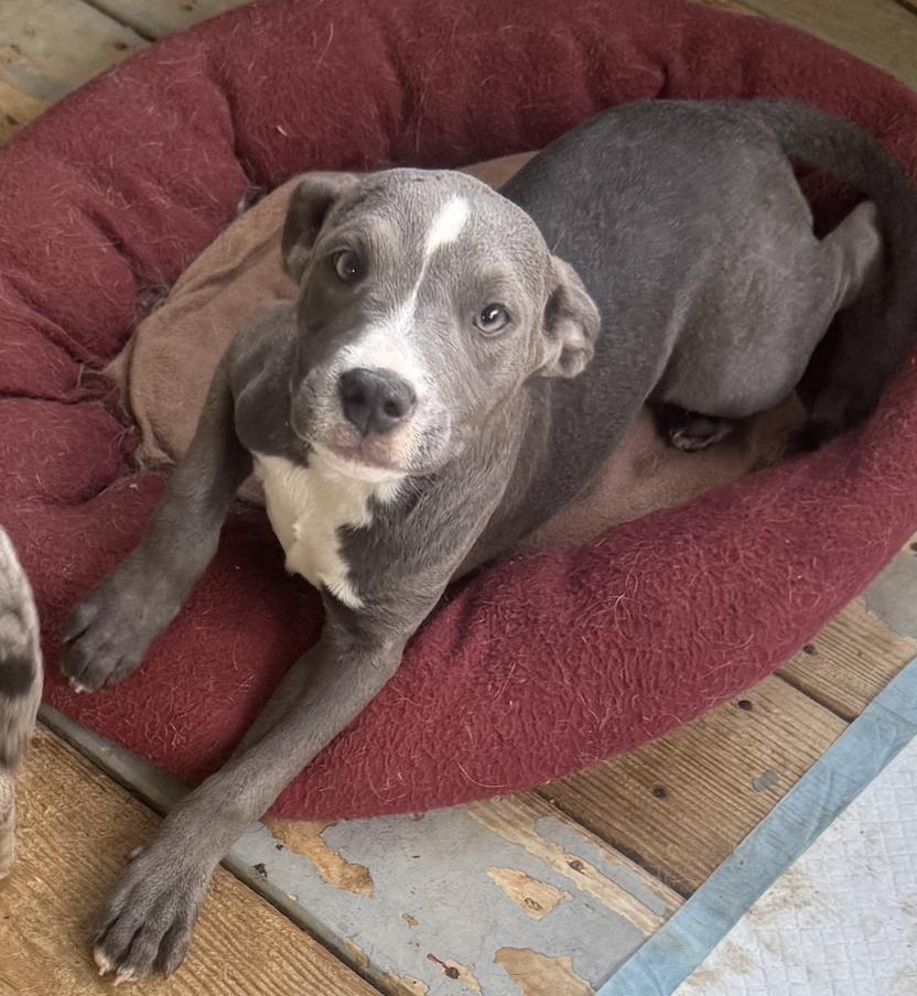 Enlarge Rosey. Urgently needs Foster or Adopter, a Adoptable mixed breed in Decatur, GA image 3/3