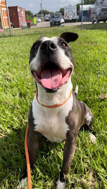 ROSE, Adoptable, Adult Female Staffordshire Bull Terrier.