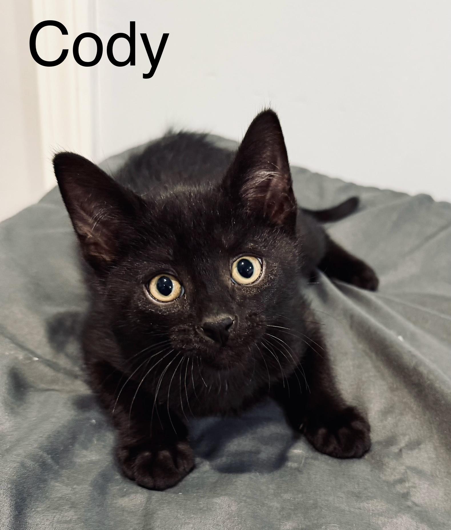 Cody, Adoptable, Kitten Male Domestic Short Hair.