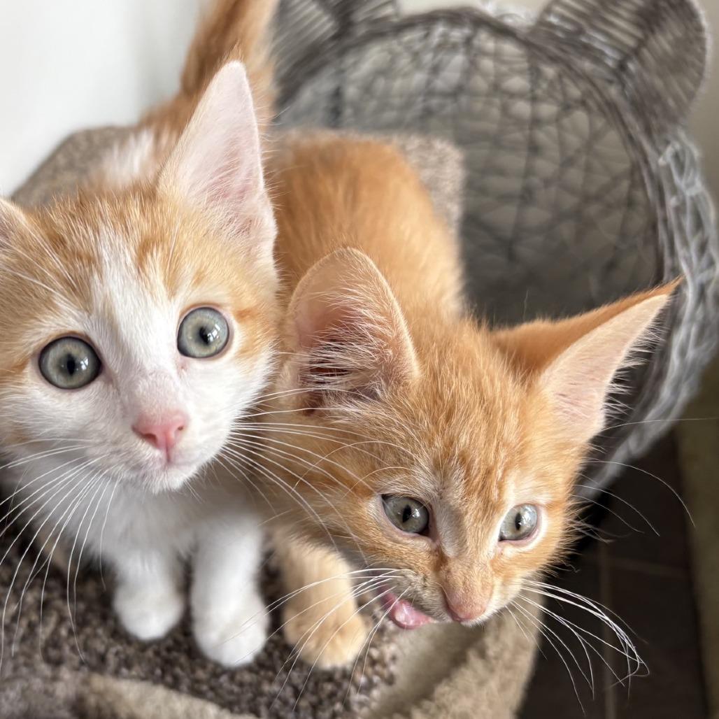 Enlarge Kit 5 (Biscotti), a Adoptable Domestic Short Hair in Branson, MO image 3/4