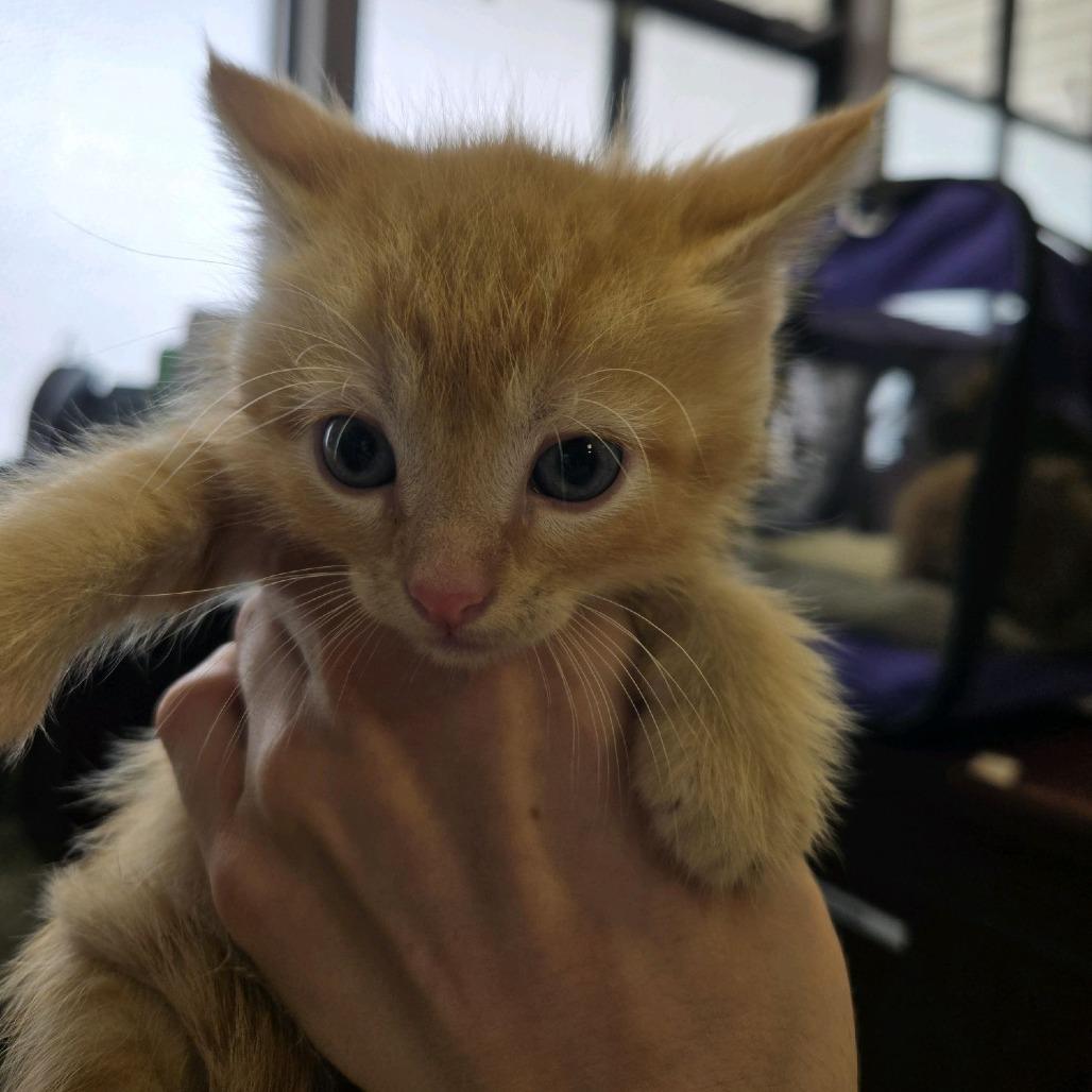 Enlarge Kit 5 (Biscotti), a Adoptable Domestic Short Hair in Branson, MO image 4/4